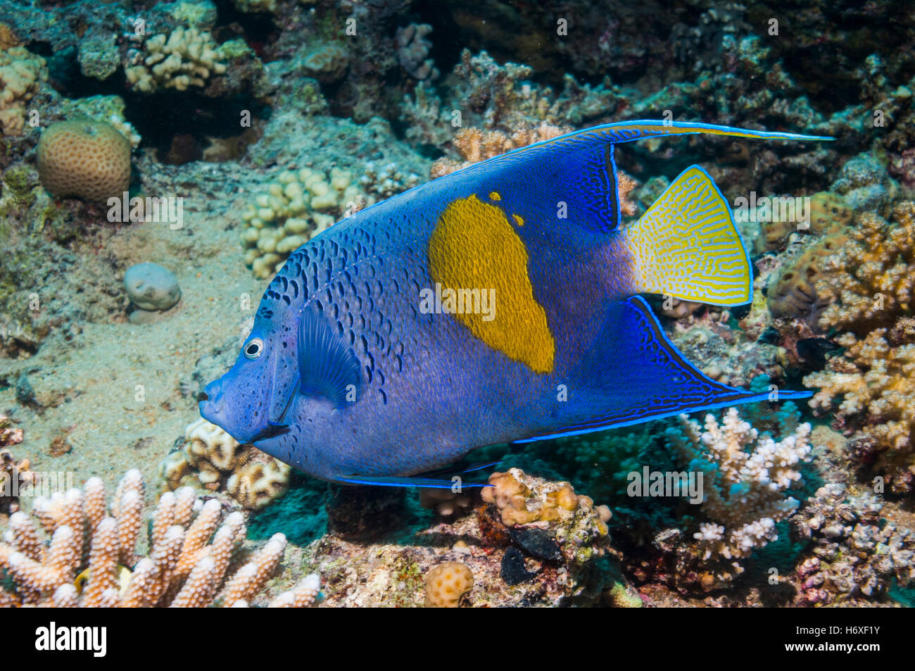 Yellowbar Angelfish [Pomacanthus Maculosus].  Ägypten, Rotes Meer. Stockfoto