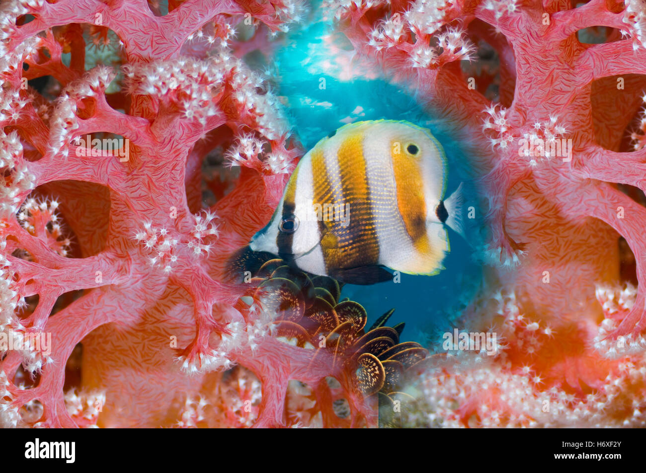 Montage von Orange gebändert Coralfish mit Weichkorallen.  Indo-Pazifik. Stockfoto