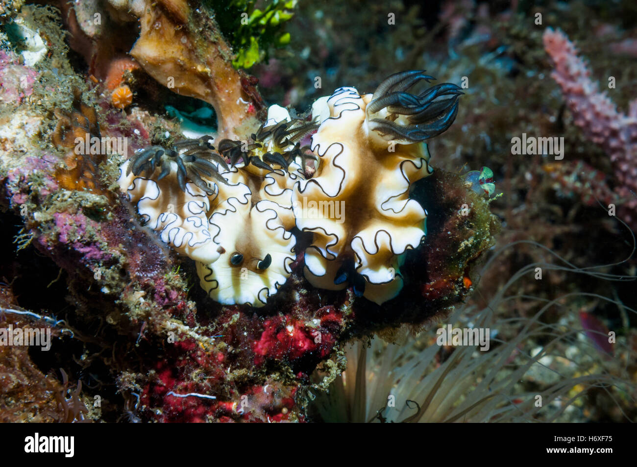 Nacktschnecke (Glossodoris Atromarginata). Überfamilie Cryptobranchia, Familie Chromodorididae.  Lembeh Strait, Sulawesi, Indonesien. Stockfoto