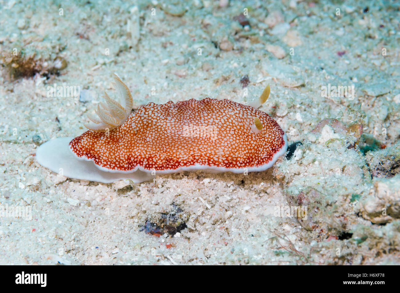 Nacktschnecken - Chromodoris sp 7.  Mabul, Malaysia. Stockfoto