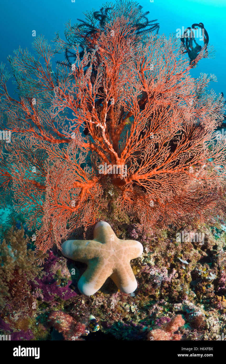 Granulierter Seestern (Choriaster Granulatus) mit Gorgonien auf Korallenriff.  Misool, Raja Ampat, West Papua, Indonesien. Stockfoto