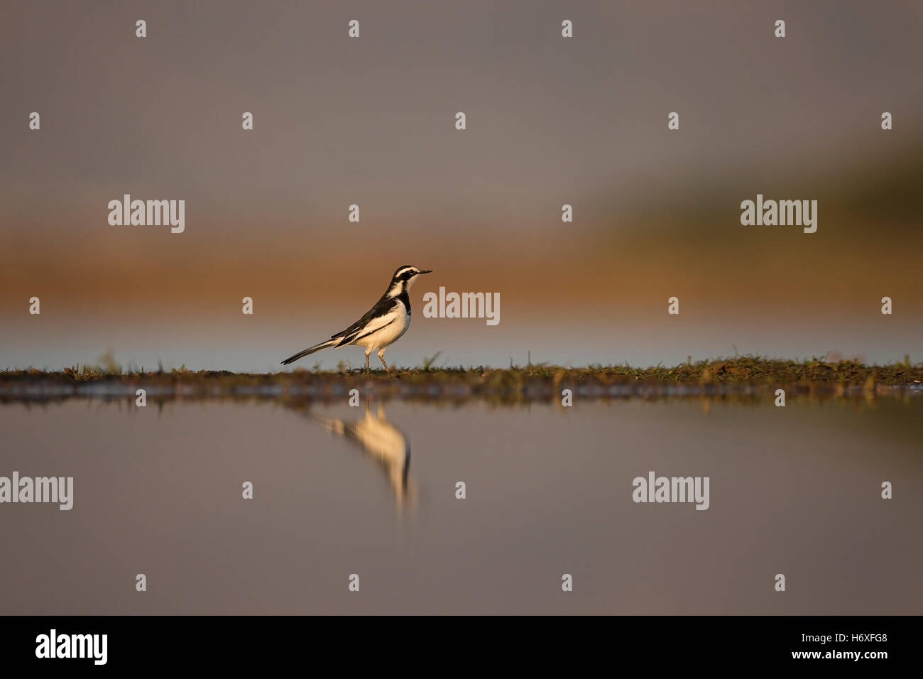 Afrikanische Pied Bachstelze Motacilla Aguimp im Profil am Gewässerrand mit Reflexion Stockfoto