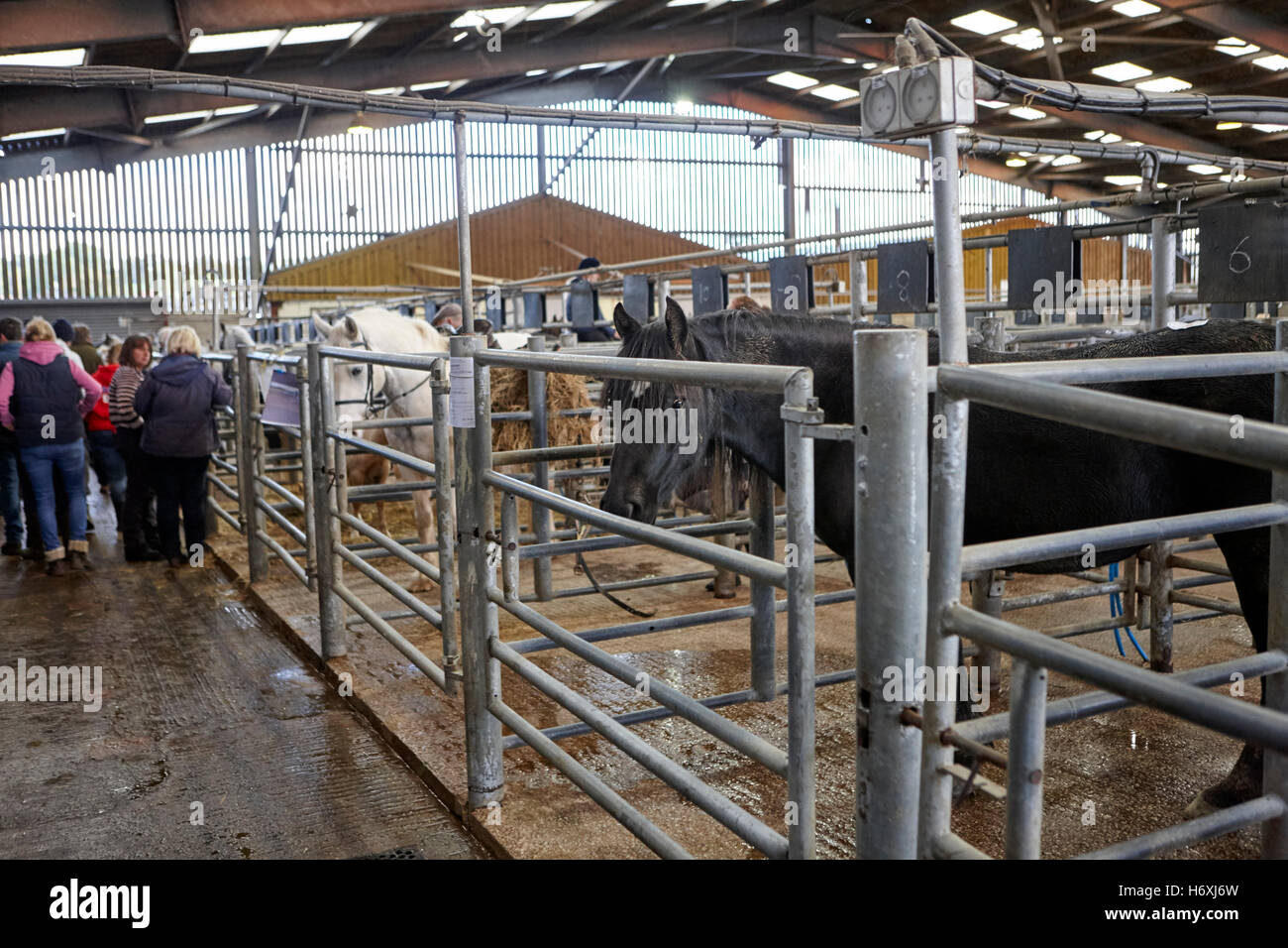 Pferde, Pferde und Vieh versteigert werden Auktion Scheune Beeston Castle England uk Stockfoto