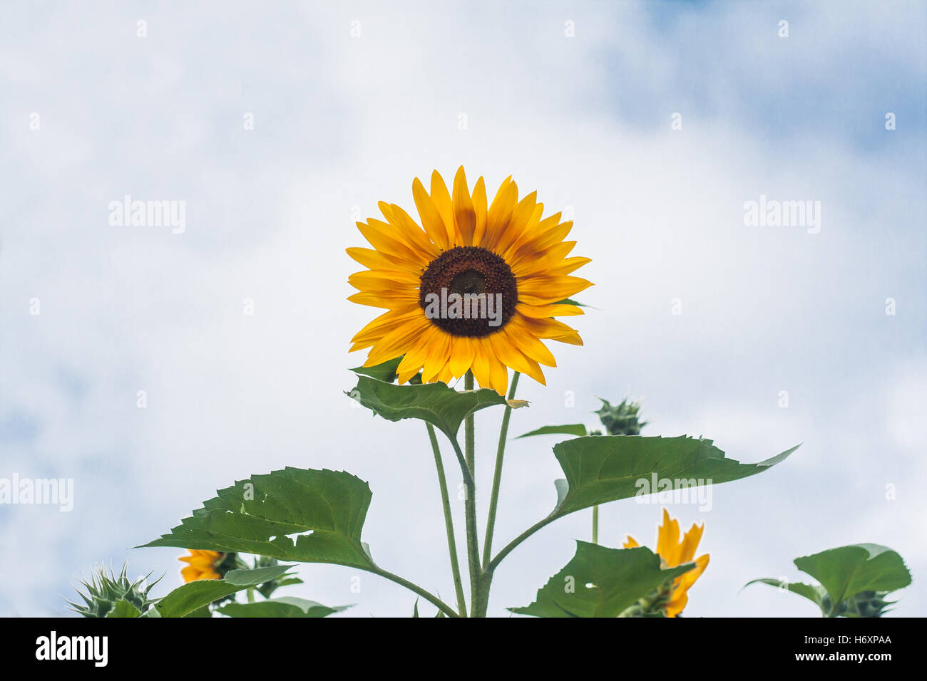 Hohen Sonnenblumen auf einem Hintergrund bewölkten Himmel. Stockfoto