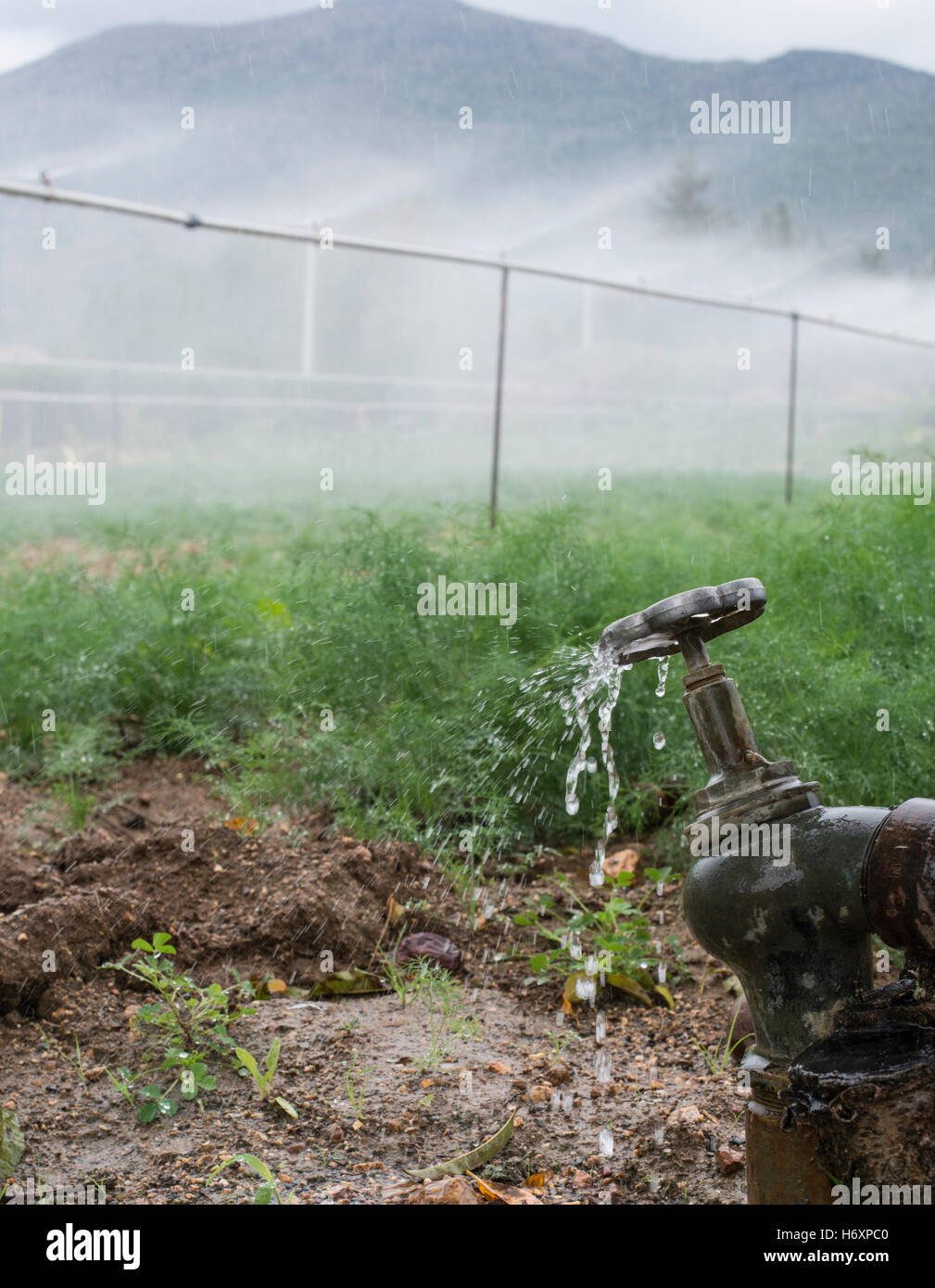 Landwirtschaft-Rohre und Wasser für die Bewässerung von Pflanzen Stockfoto