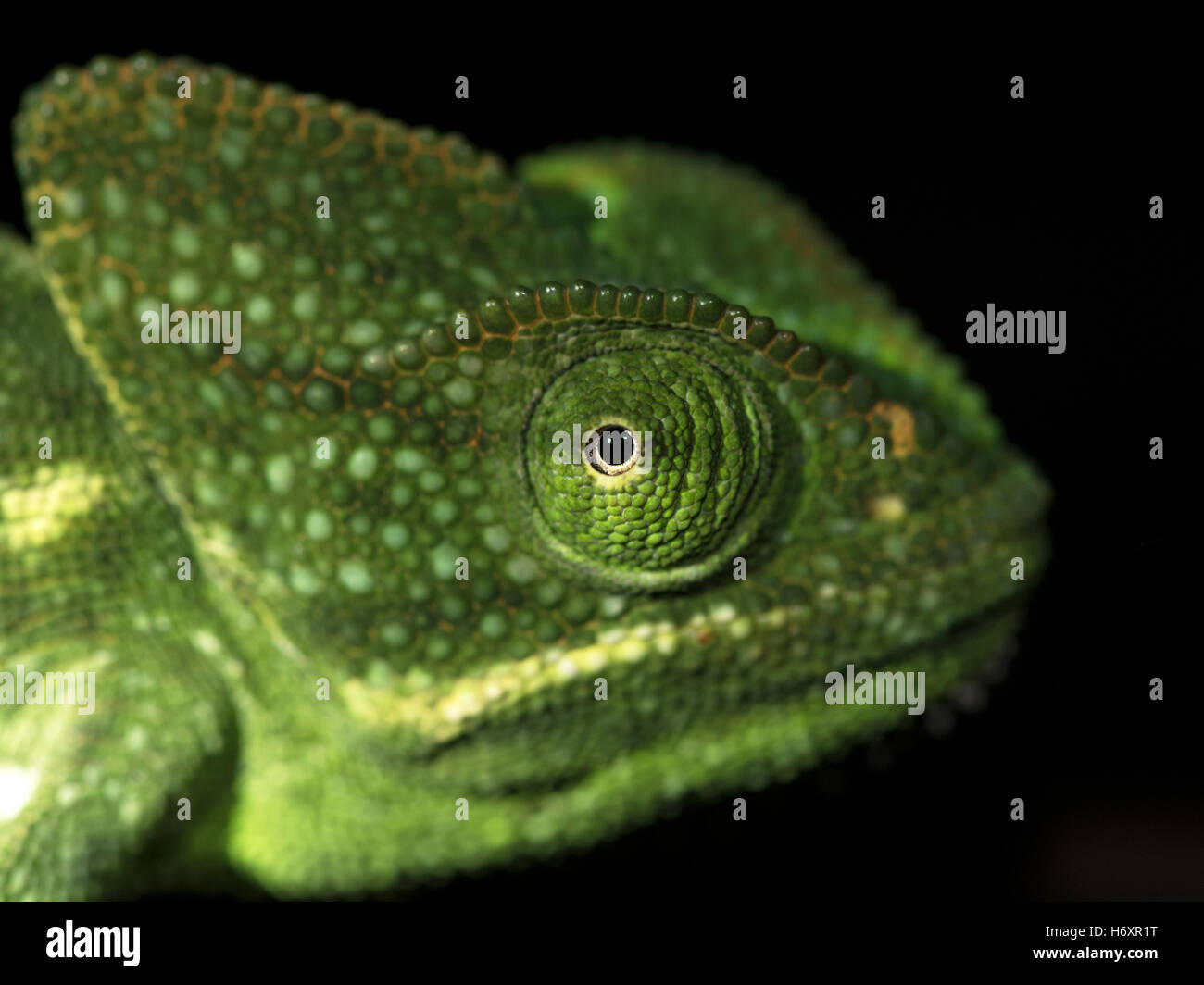 Das Bild des Chamäleon (Chamaeleo Zeylanicus) wurde in der Nähe von Pune, Indien aufgenommen. Stockfoto