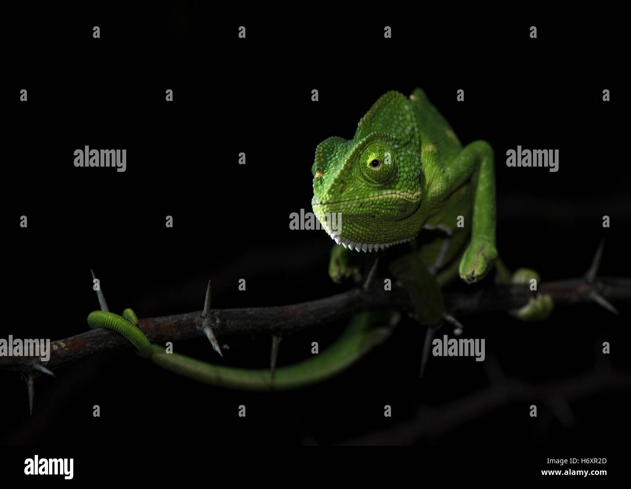 Das Bild des Chamäleon (Chamaeleo Zeylanicus) wurde in der Nähe von Pune, Indien aufgenommen. Stockfoto