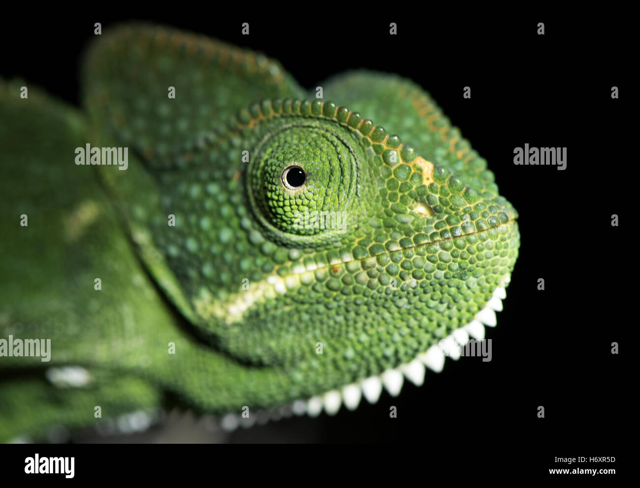 Das Bild des Chamäleon (Chamaeleo Zeylanicus) wurde in der Nähe von Pune, Indien aufgenommen. Stockfoto