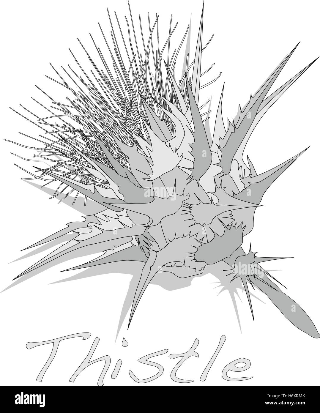 Milk Thistle-Pflanze. Schottische Distel. Vektor isoliert. Stock Vektor