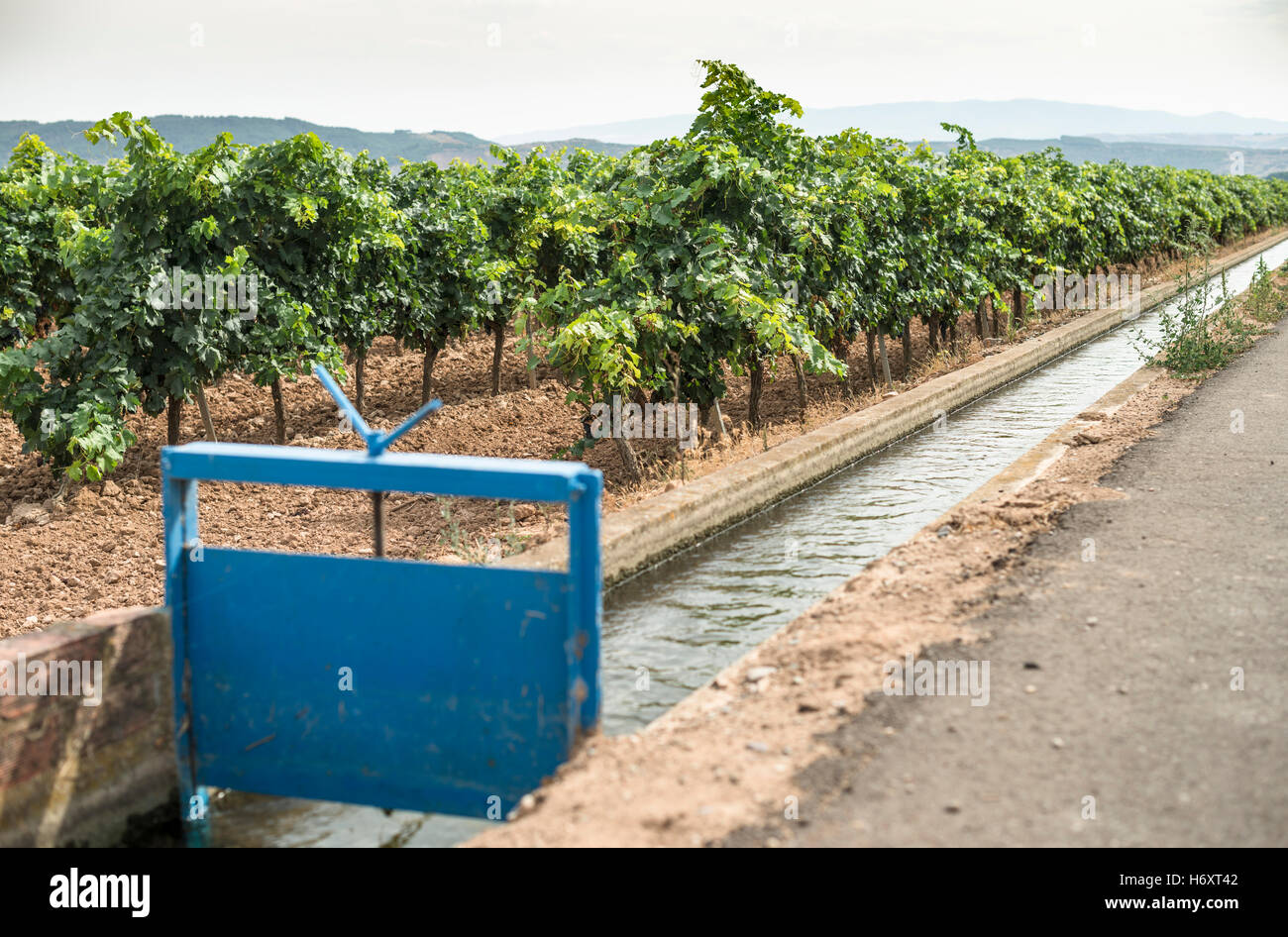 Weinberge und Nahaufnahme Bewässerungskanal. Stockfoto