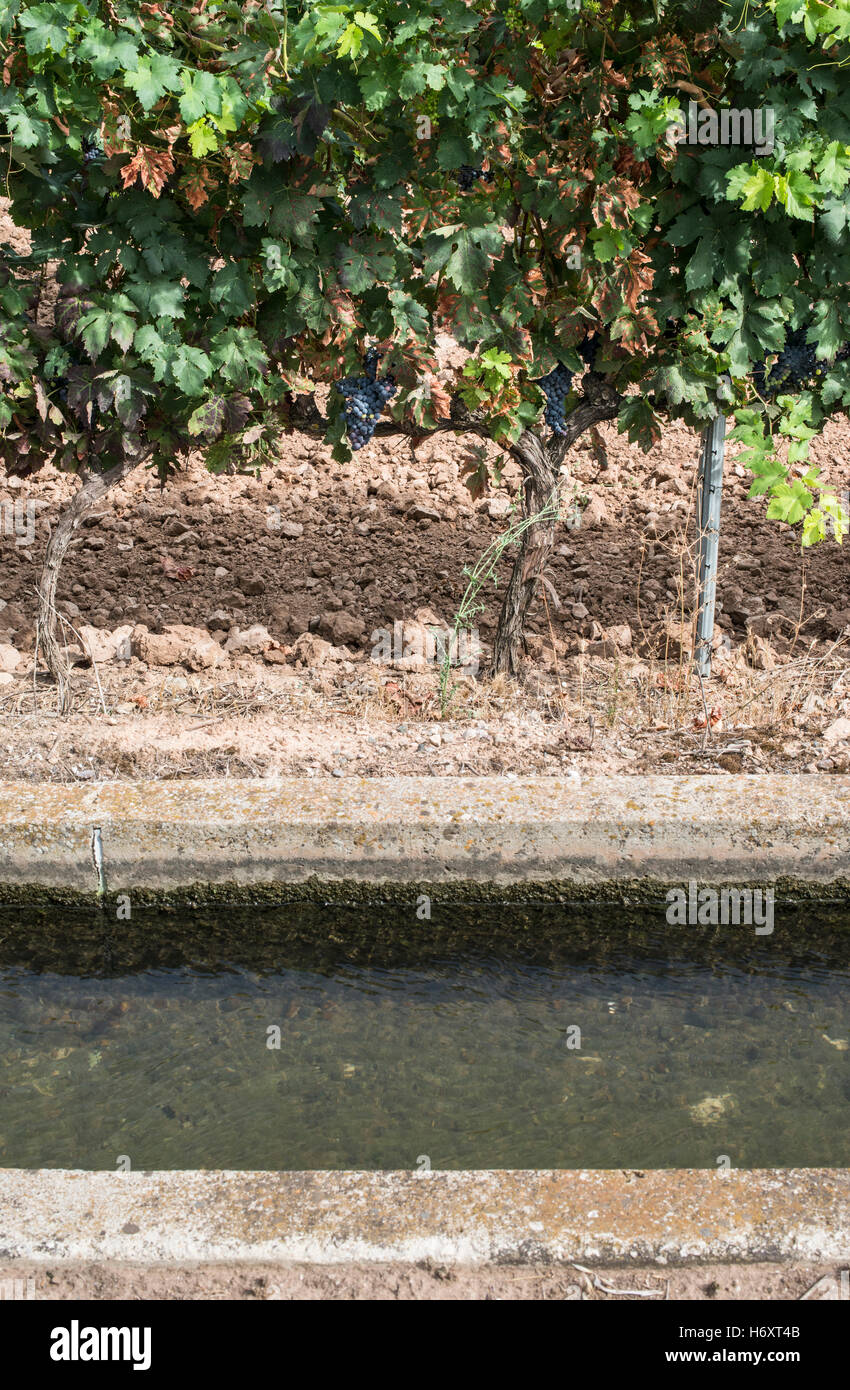 Weinberge und Nahaufnahme Bewässerungskanal. Stockfoto