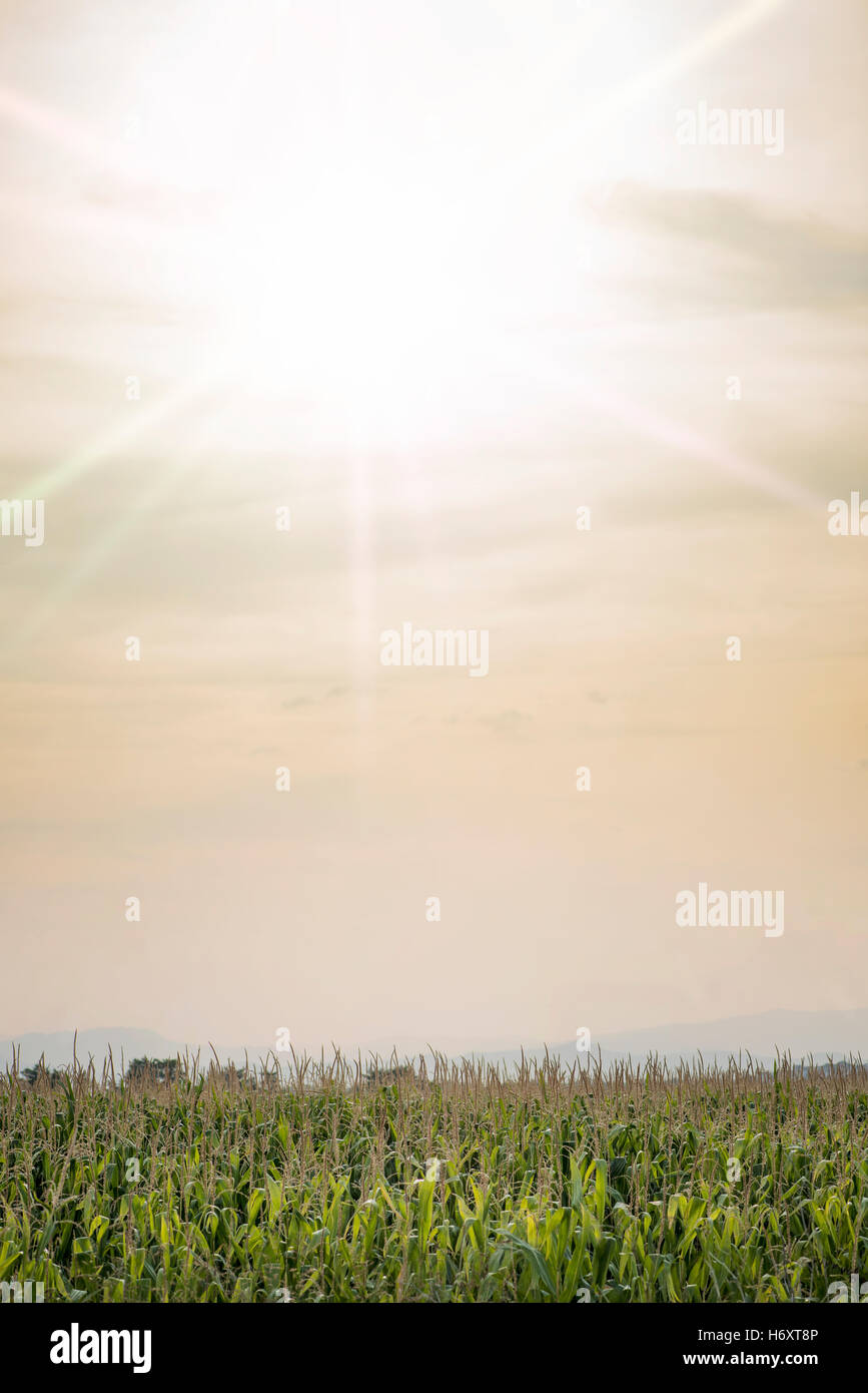 Anpflanzungen von Mais und sonnigen Himmelshintergrund Stockfoto