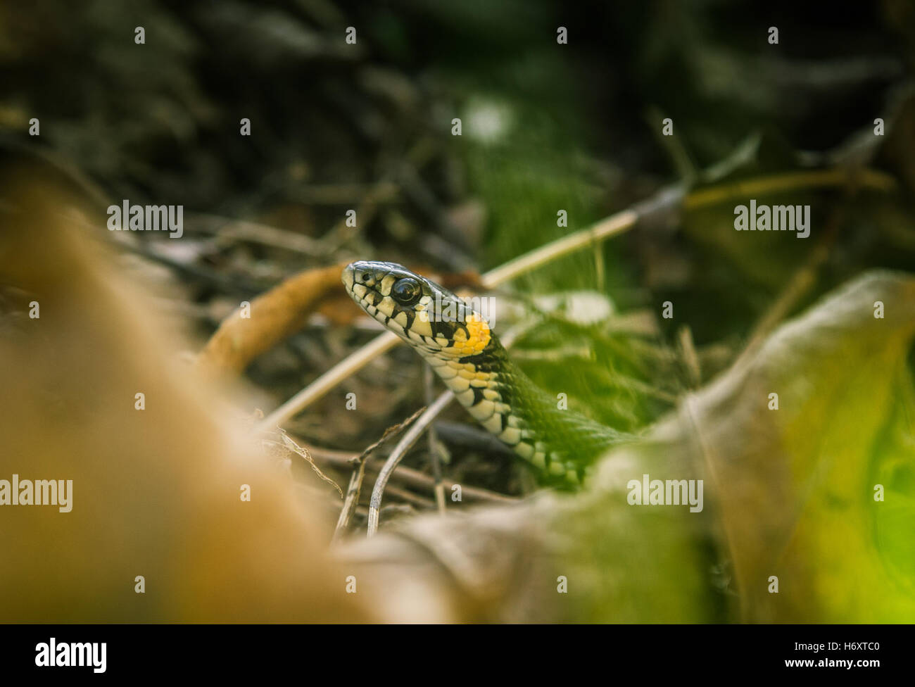 Ringelnatter im Herbstlaub Stockfoto