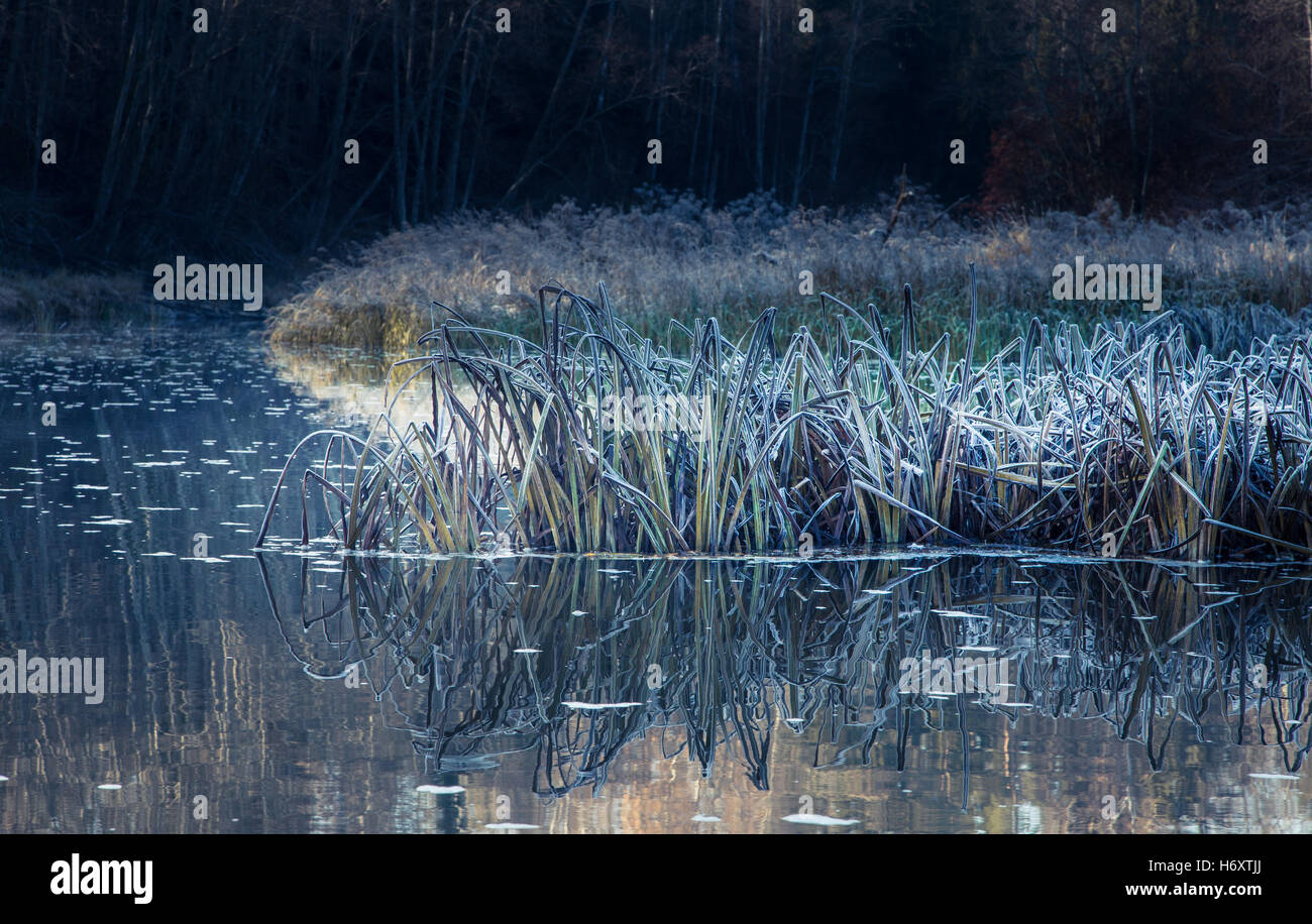 Gefrorene Pflanzen in einem Fluss Stockfoto