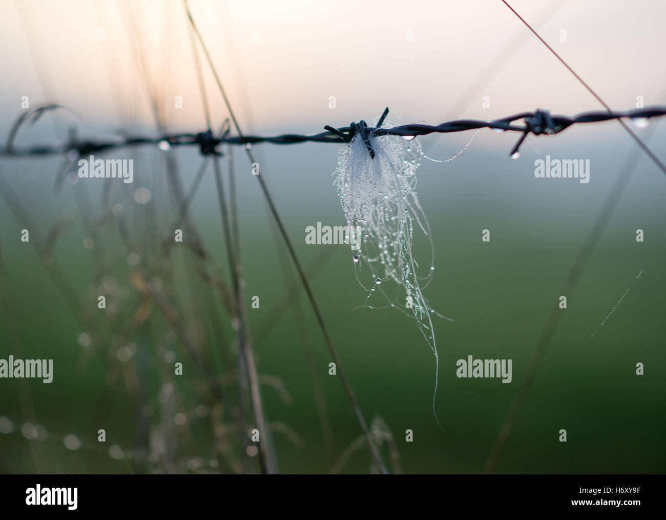 Tierhaare auf einen Stacheldrahtzaun an einem kalten Morgen taufrischen verfangen. Stockfoto