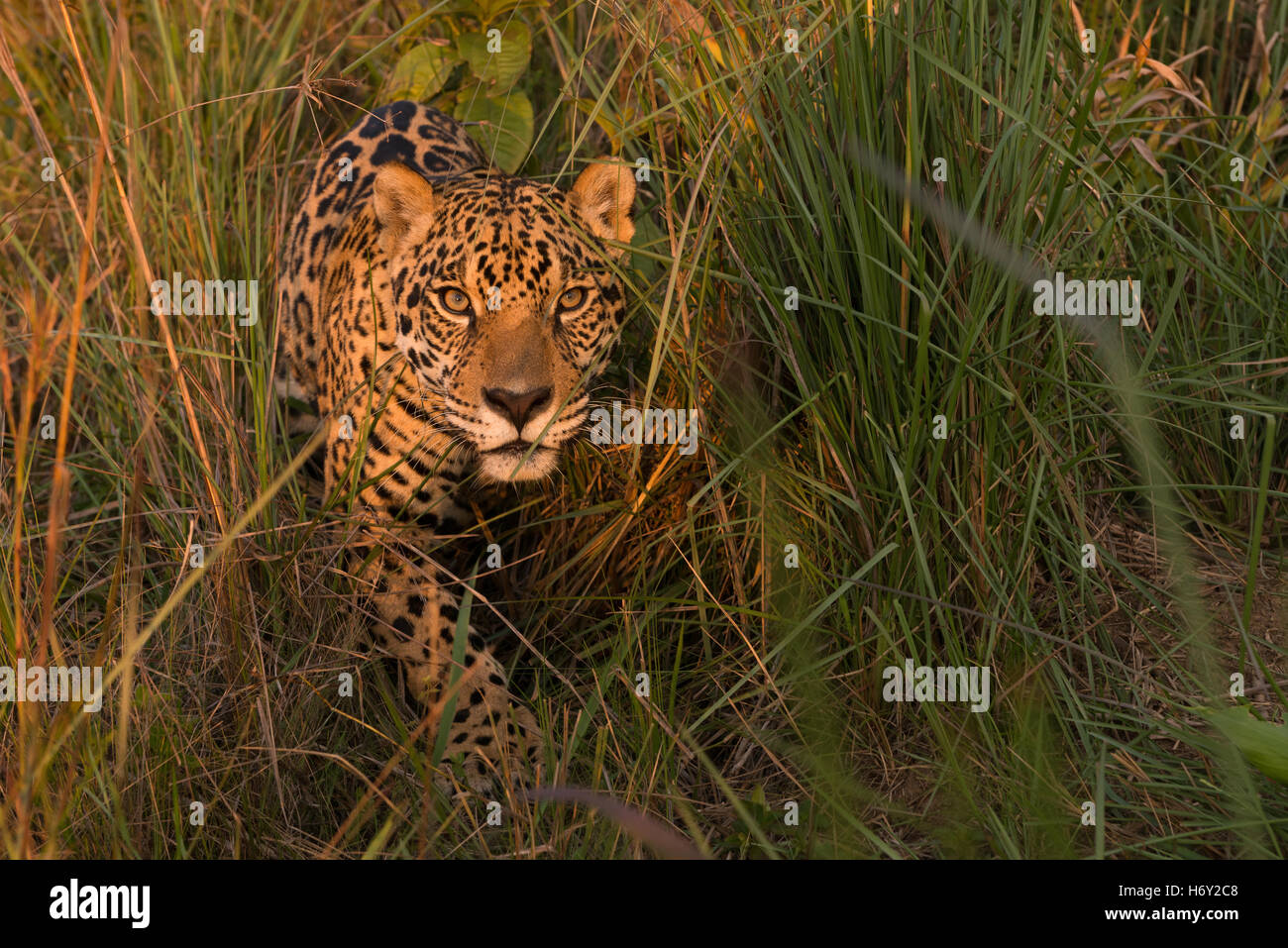 Ein Jaguar aus der Vegetation im Grasland der zentralen Brasilien Stockfoto