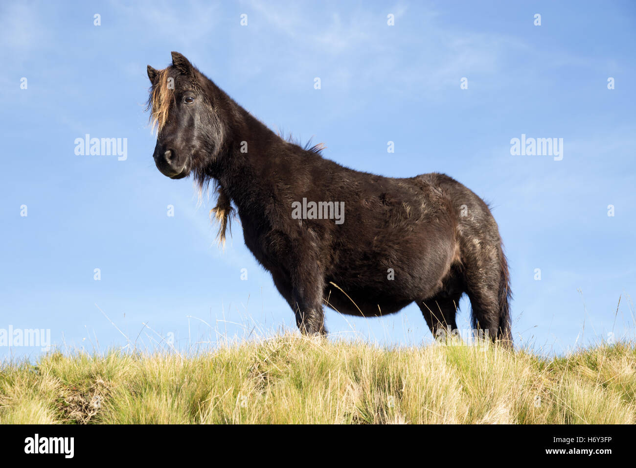 Dartmoor Ponys blickte von einem hohen Bergrücken auf dem Moor. Stockfoto
