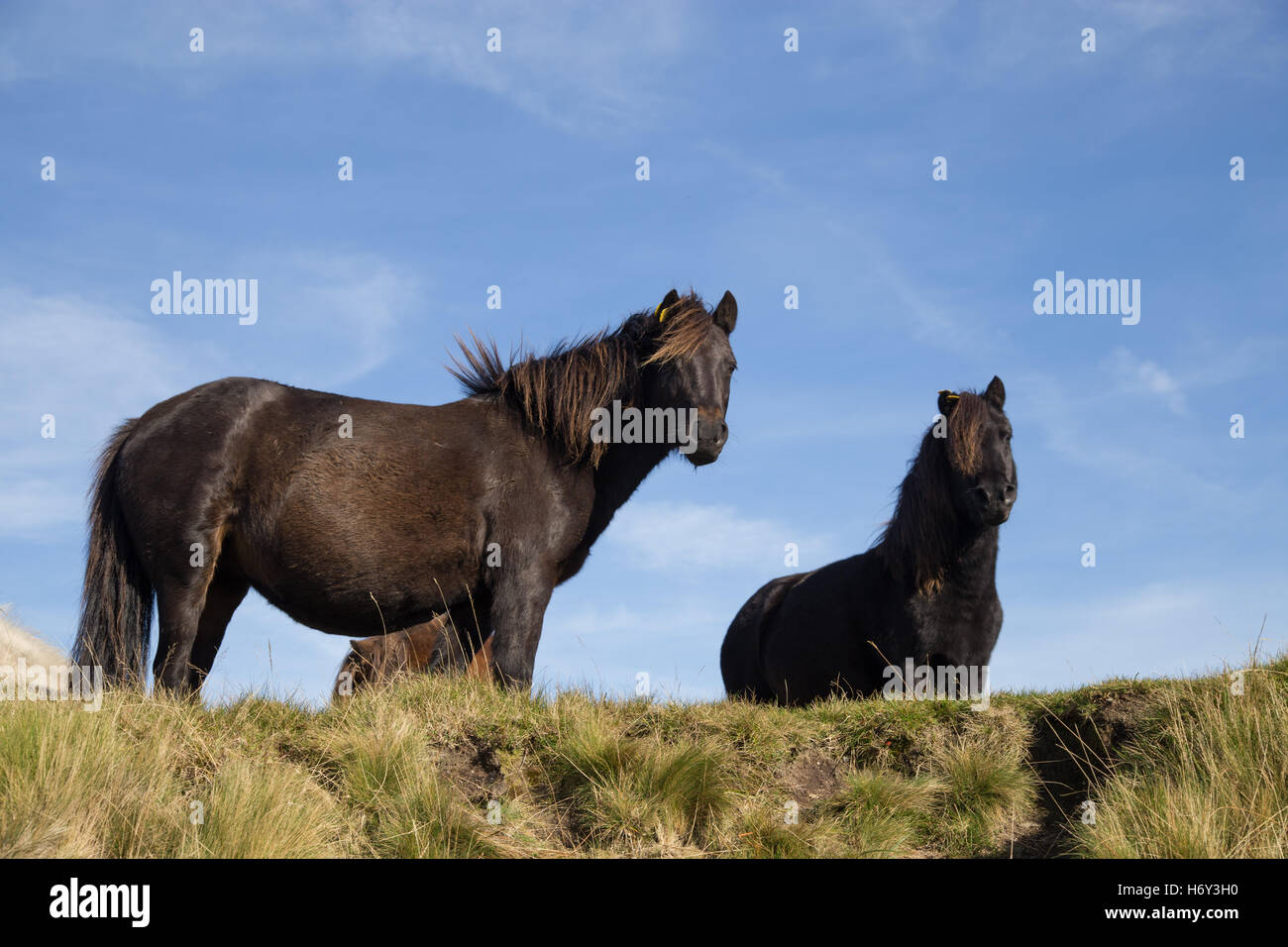 Dartmoor Ponys blickte von einem hohen Bergrücken auf dem Moor. Stockfoto