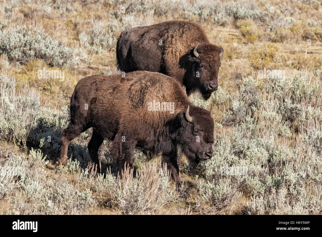 Bull Bison - Bison bison Stockfoto