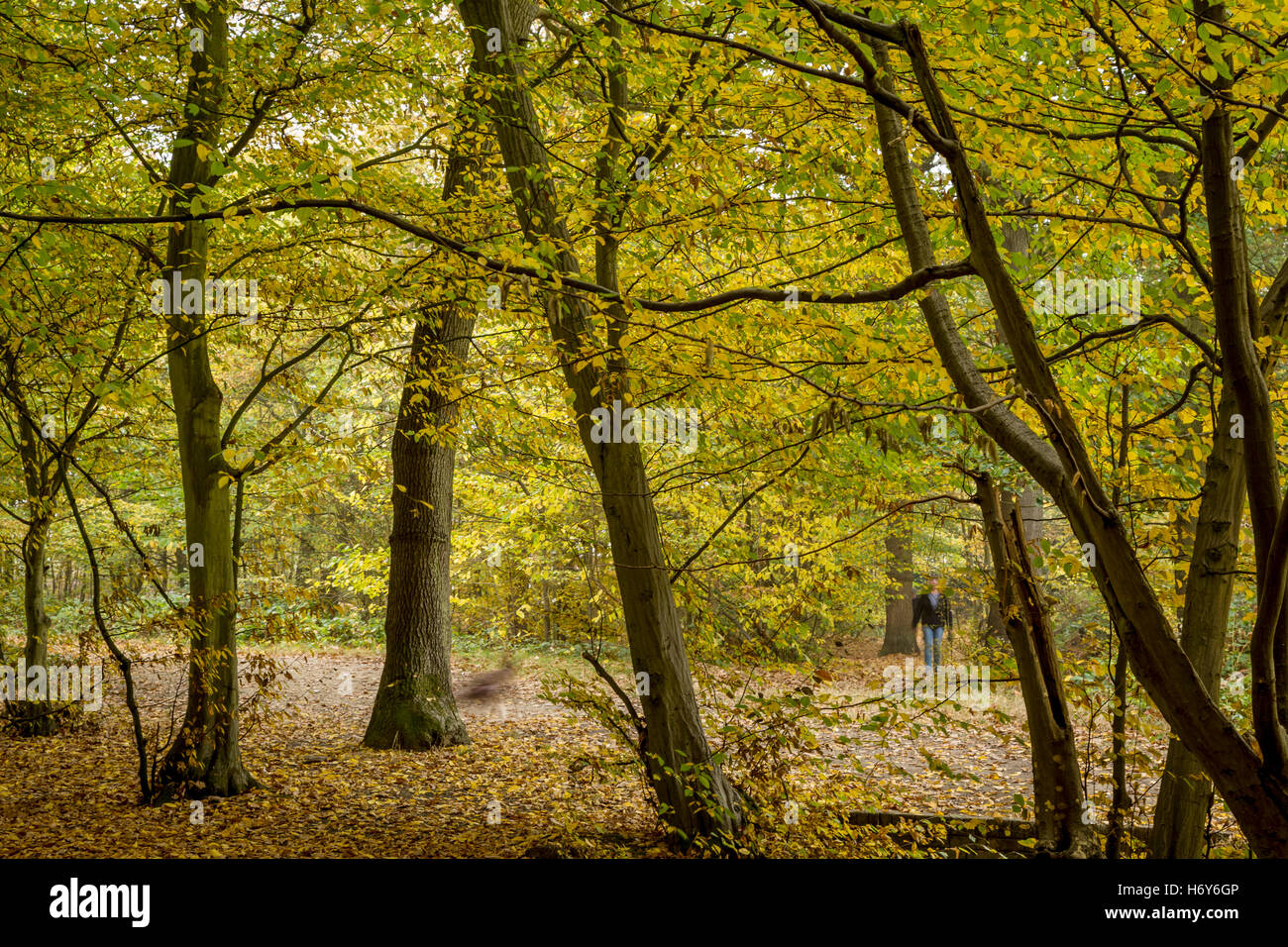 Mensch und Hund in Belfairs Wäldern Stockfoto