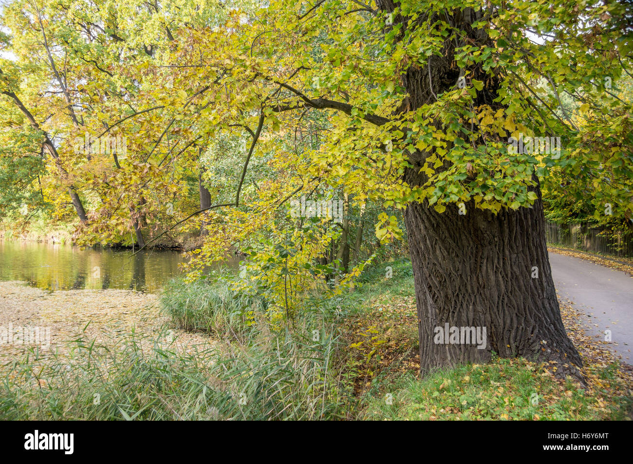 Farbige Herbst alte Baum noch Kalkwasser mit Laub schwimmt auf es Stockfoto