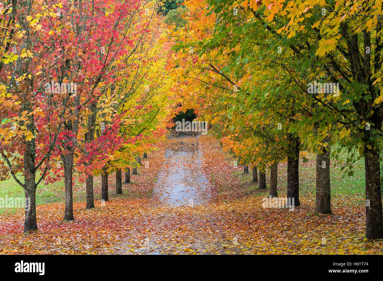 Herbstfarben von Ahorn gesäumten Weg in Oregon Stockfoto