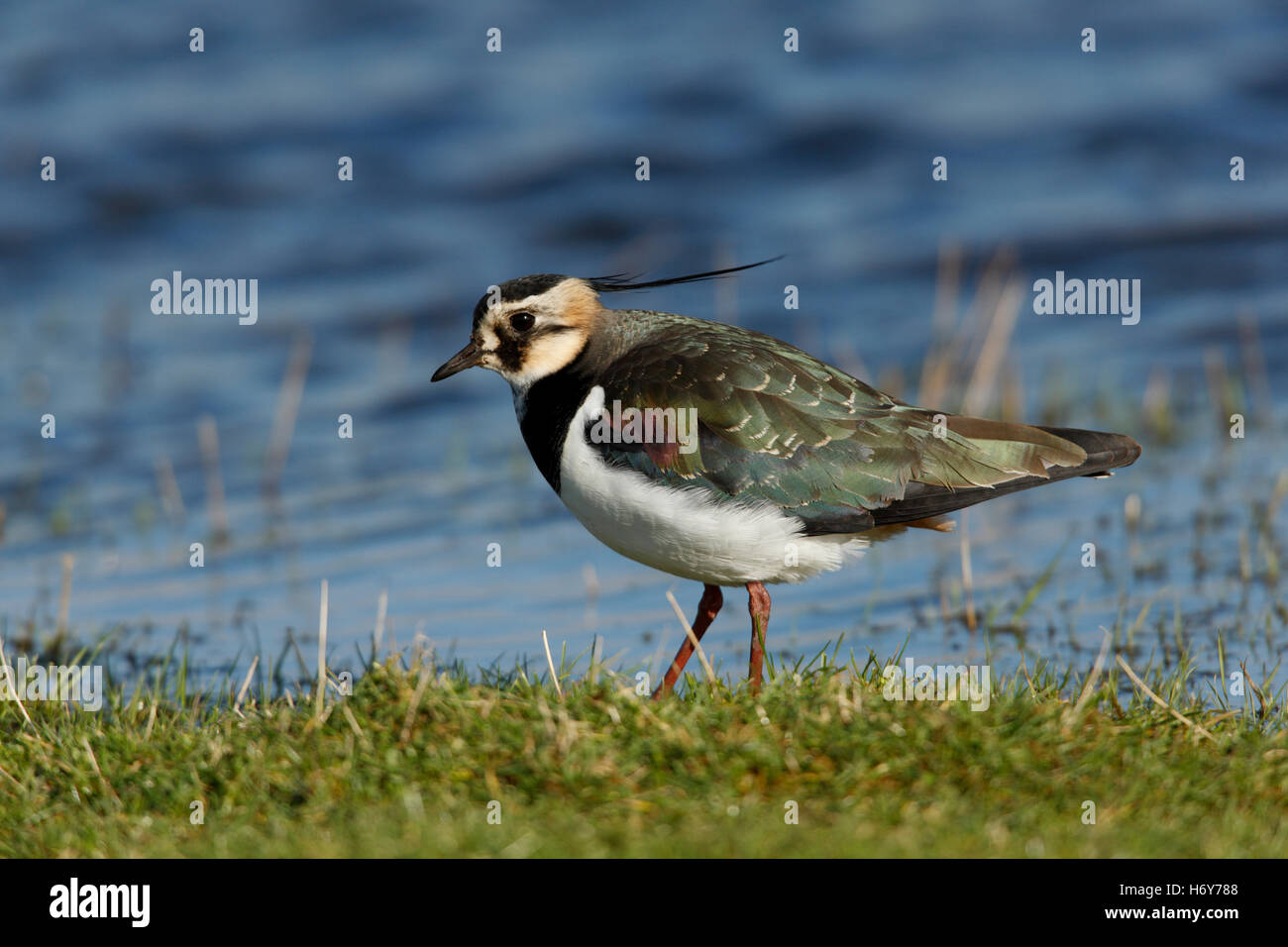 Nördlichen Kiebitz Vanellus Vanellus in der Zucht Gefieder suchen den schlammigen Rand eines Pools für Lebensmittel Stockfoto