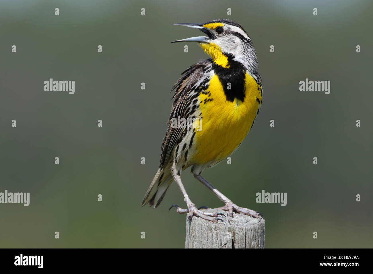 Östlichen Meadowlark Sturnella Magna singen während thront auf einem Zaunpfahl Florida USA Stockfoto