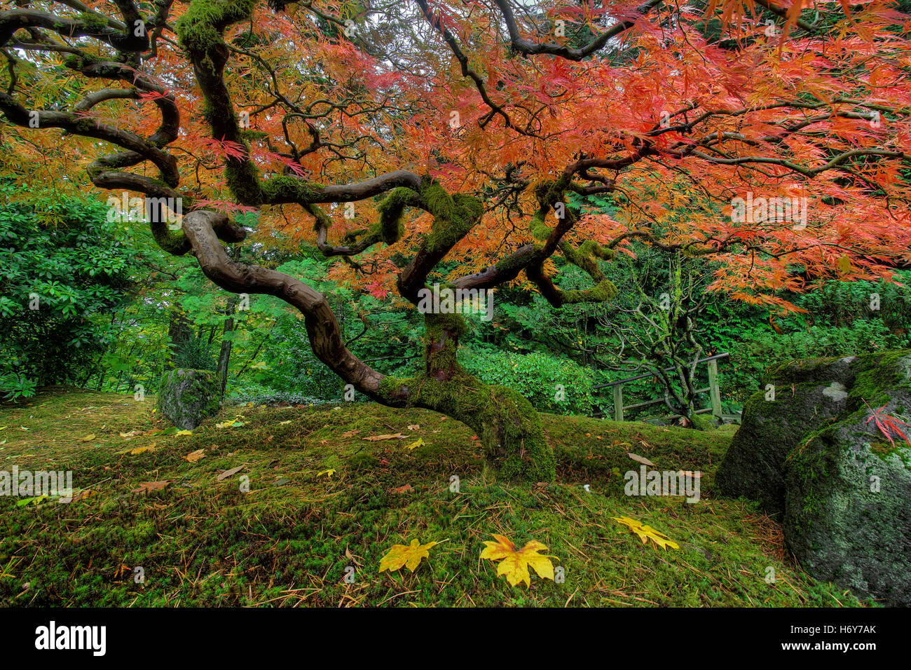 Japanischer Ahornbaum am Portland japanischer Garten im Herbst-Saison Stockfoto