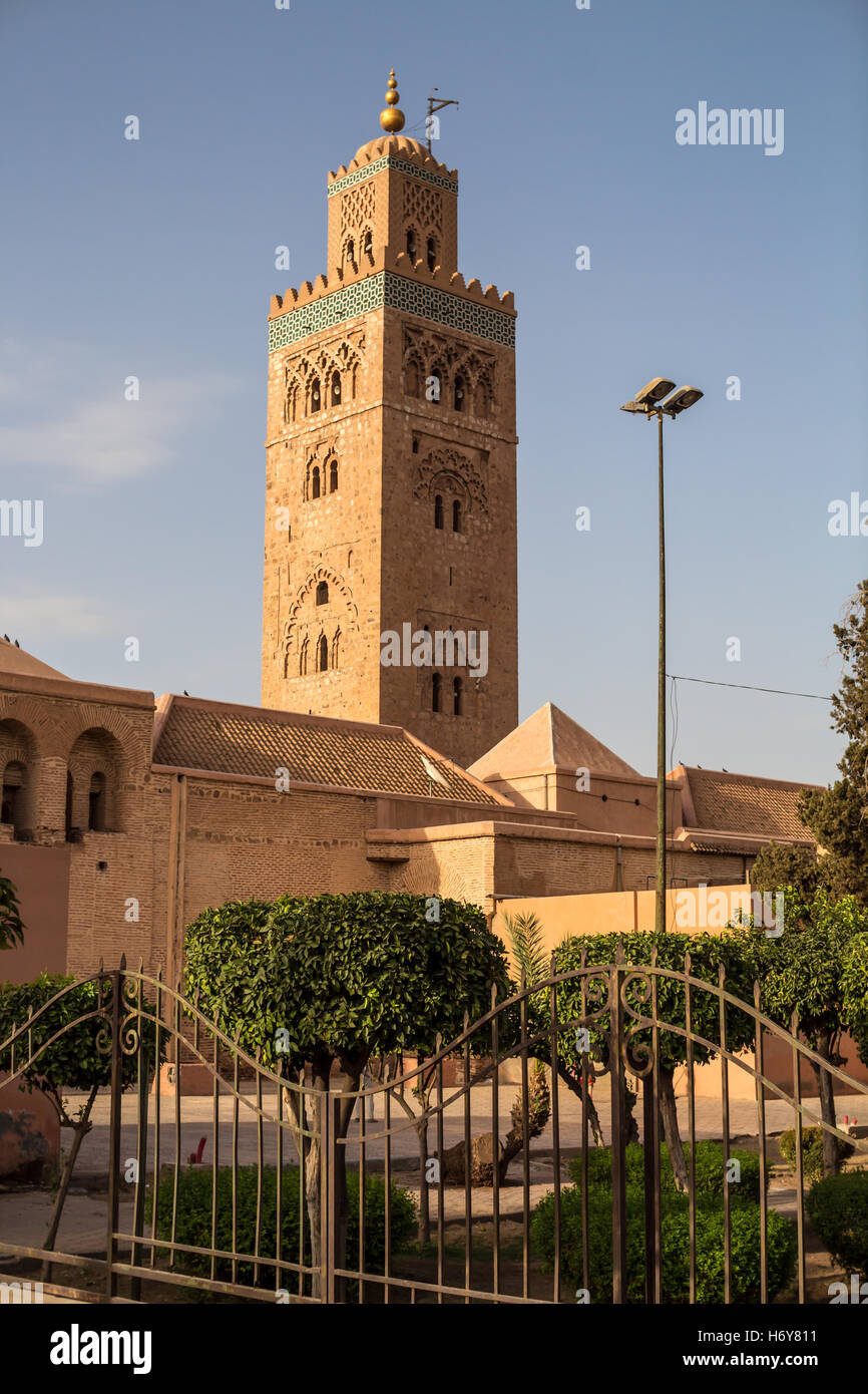 Nationaler vogel von marokko Fotos und Bildmaterial in hoher