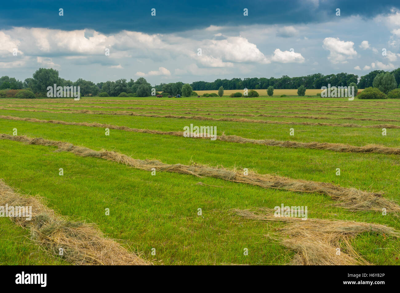 Saisonale Landschaft mit Reihen von gemähtem Heu auf einer Wasser-Wiese in der Poltavskaya Oblast, Ukraine Stockfoto