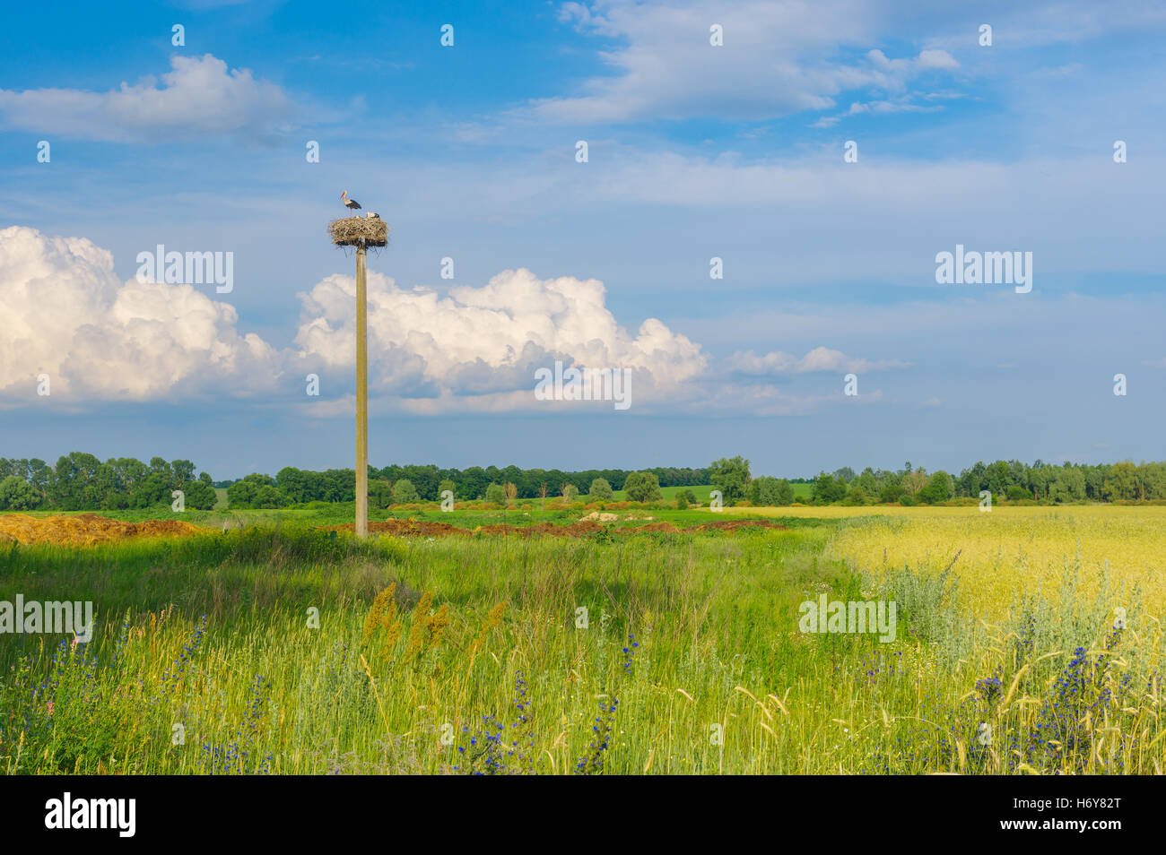 Ukrainische Landschaft mit Storch Einsiedler nisten auf einem einsamen Pol gegen blauen Abendhimmel Stockfoto