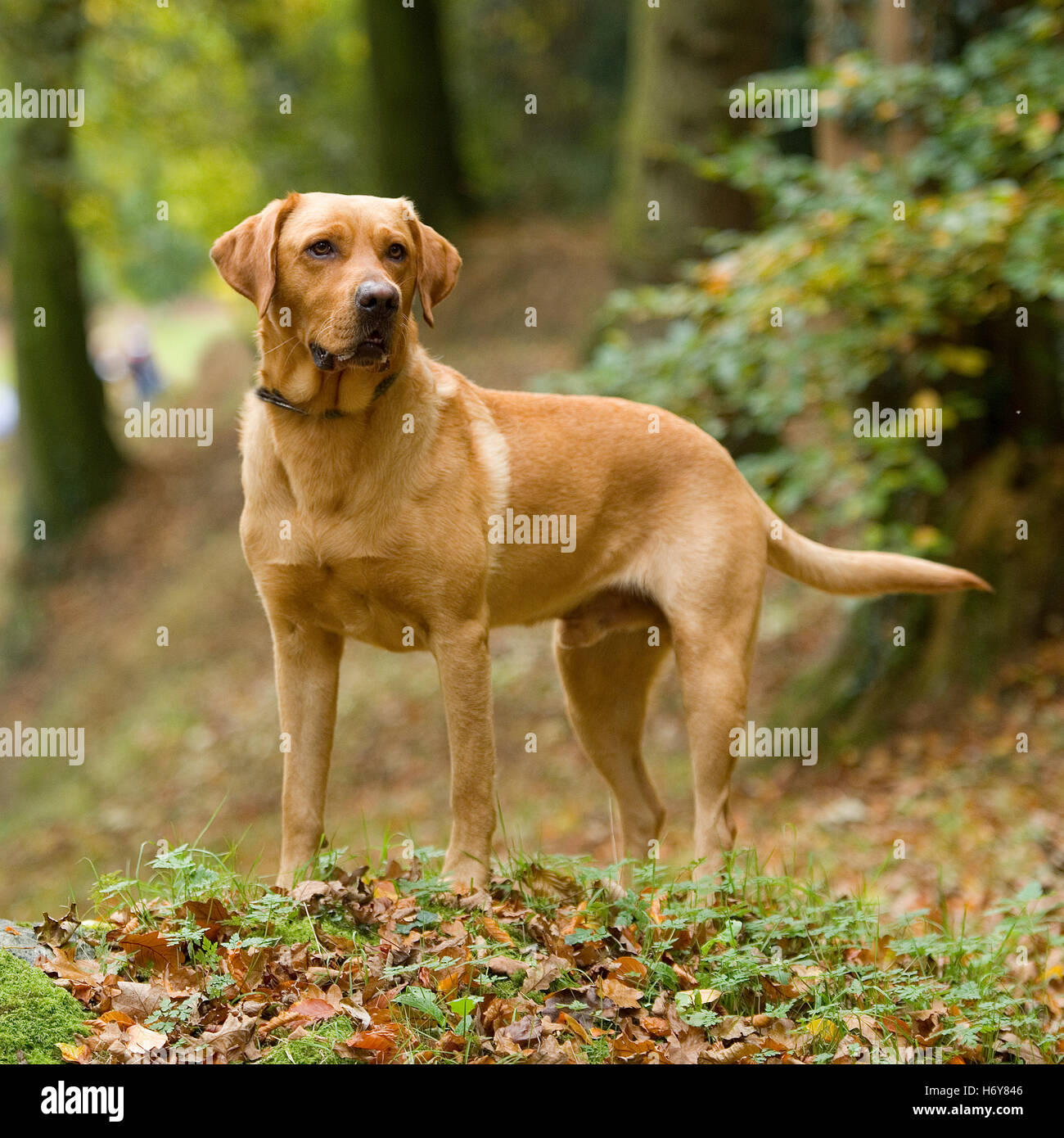Labrador Retriever, gelb, Herbst Stockfoto