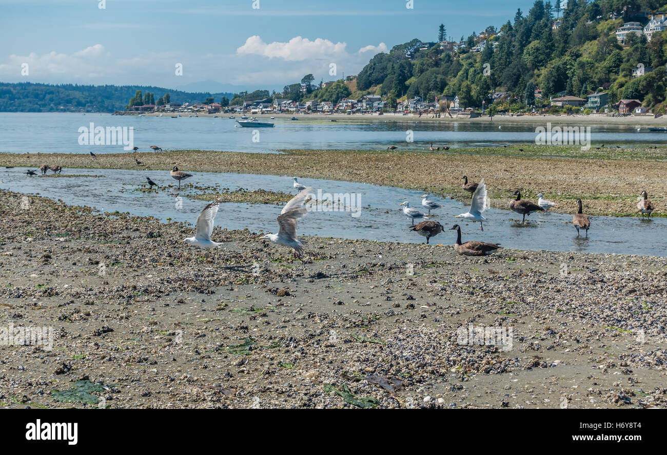 Vögel sitzen in der Nähe einen Bach, der in den Puget Sound fließt. Dreipunkt-Baum in Burien, Washington ist in der Ferne. Stockfoto