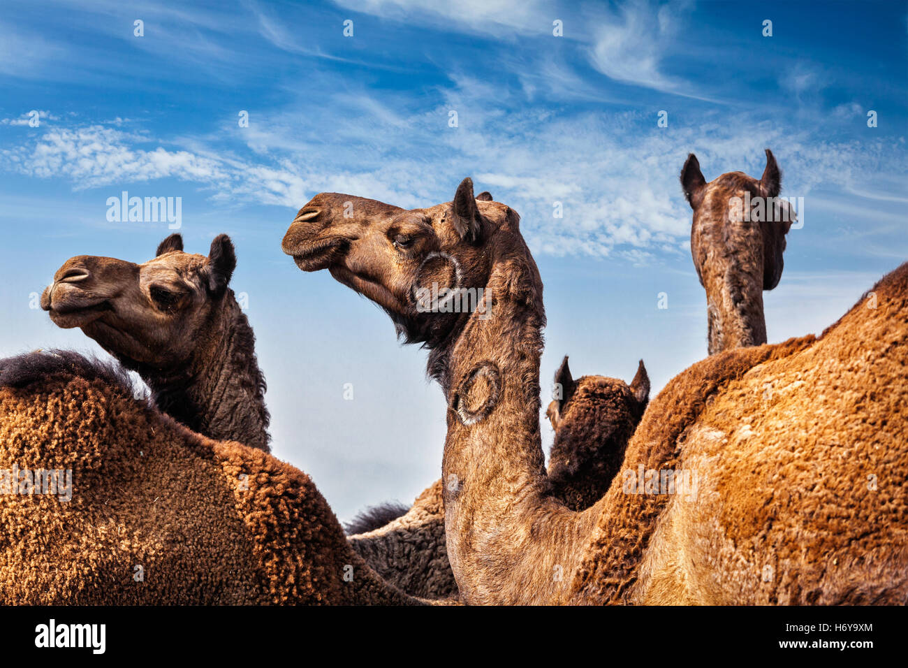 Kamele in Pushkar Mela (Pushkar Camel Fair), Indien Stockfoto