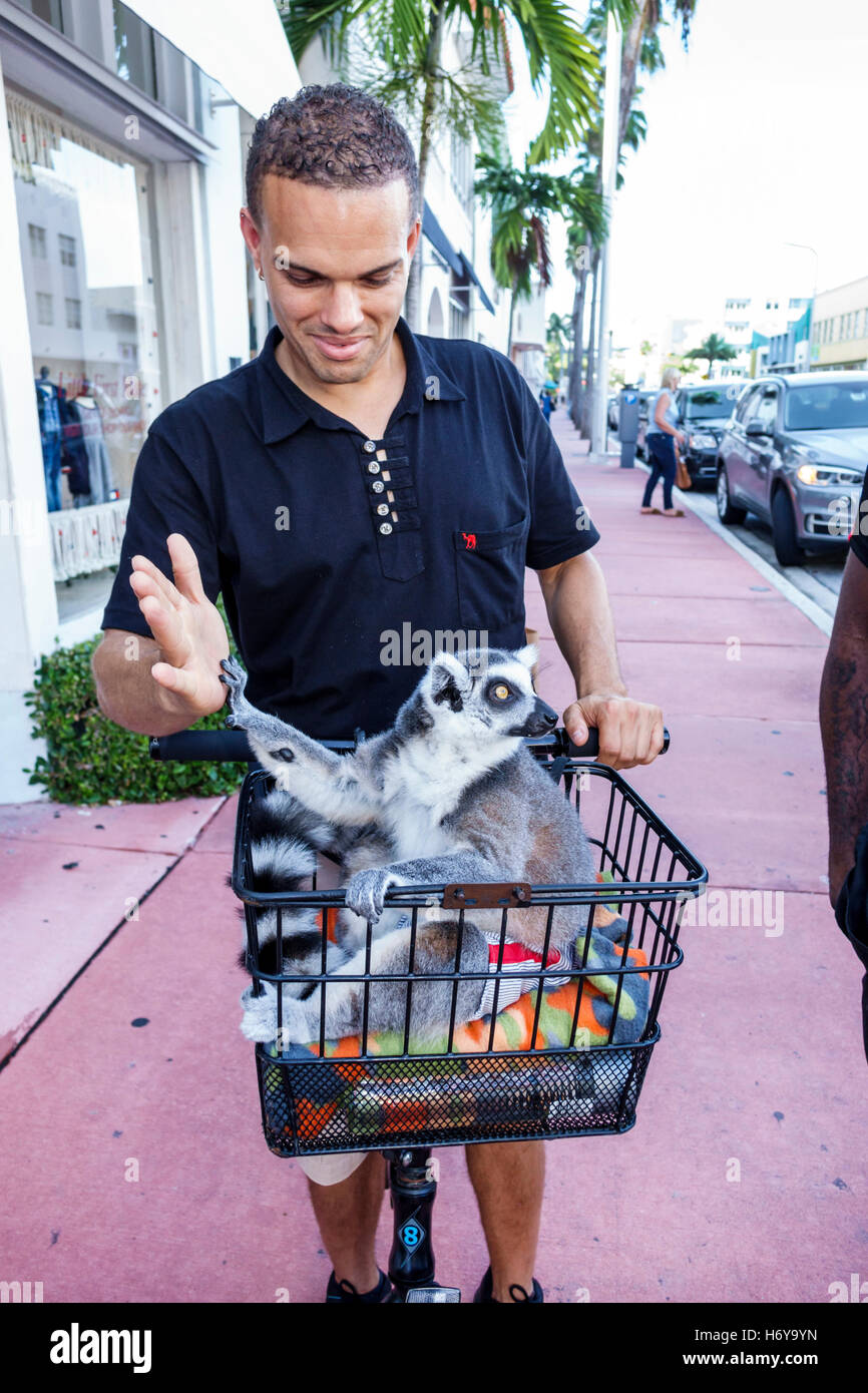 Miami Beach Florida, Hispanic Adult, Adults, man men Male, Exotic PET, Lemur, FL160912024 Stockfoto