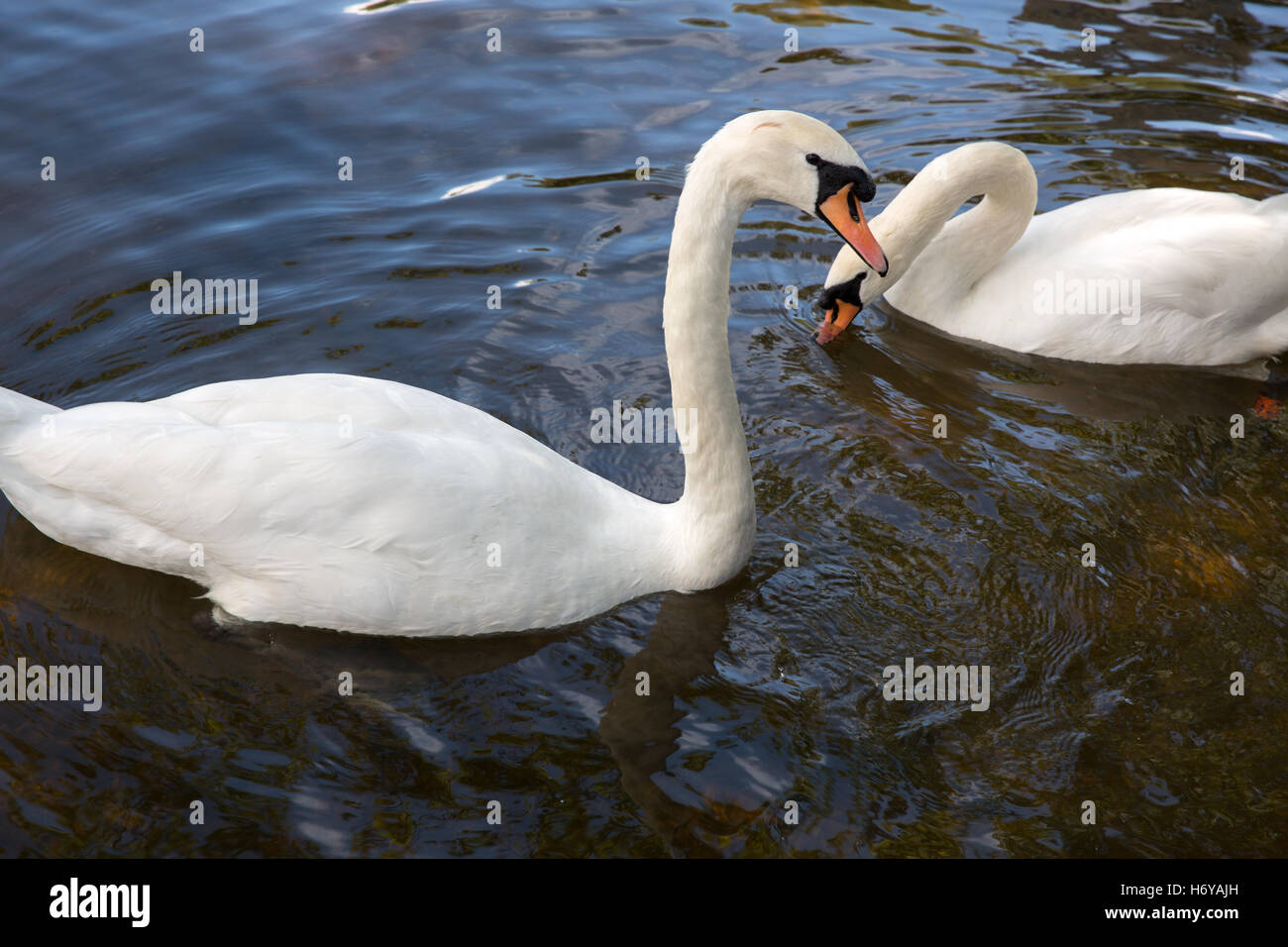 Schwäne, Stockfoto