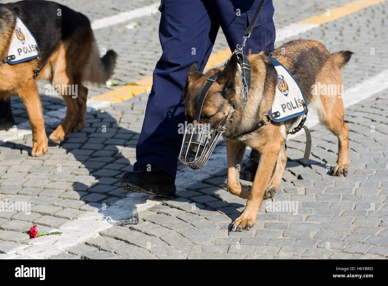 Polizeihund zu Fuß auf der gepflasterten Straße. Stockfoto