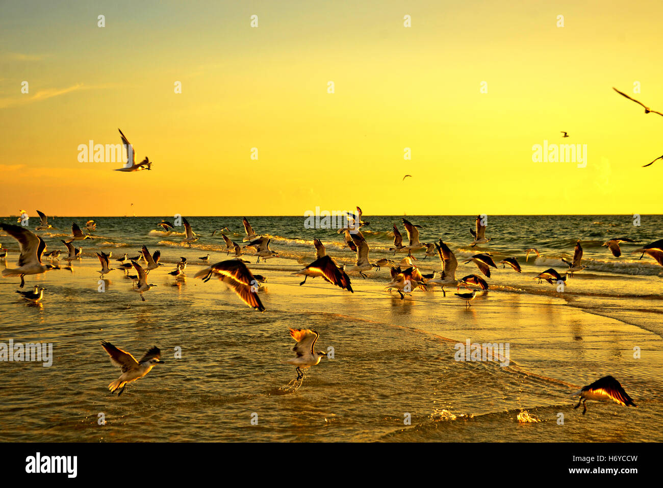 Vögel fliegen am Strand Stockfoto