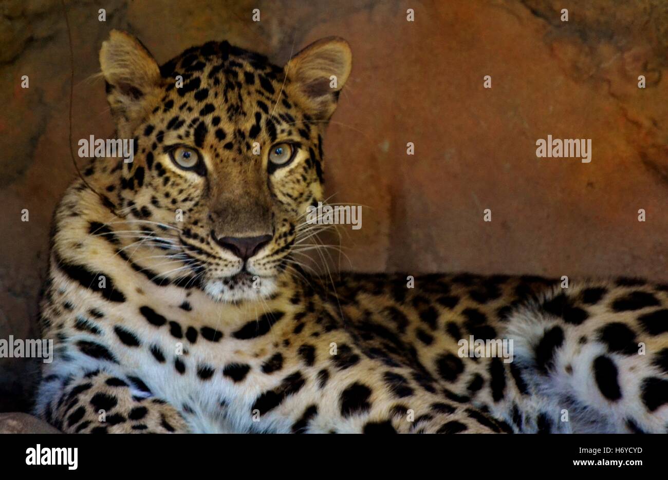 Eine Erwachsene weibliche Amur-Leopard (Panthera Pardus Orientalis) Stockfoto