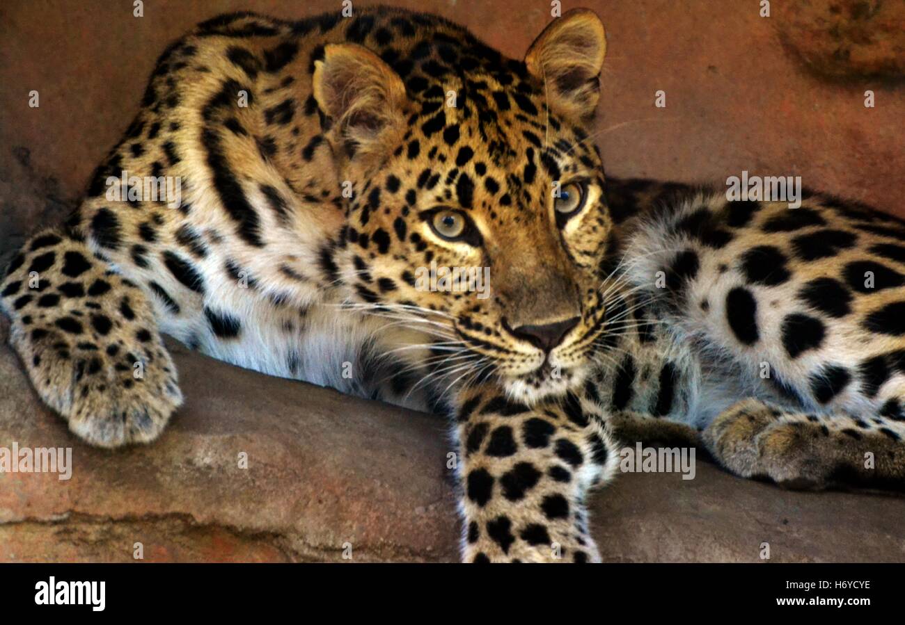 Eine Erwachsene weibliche Amur-Leopard (Panthera Pardus Orientalis) Stockfoto