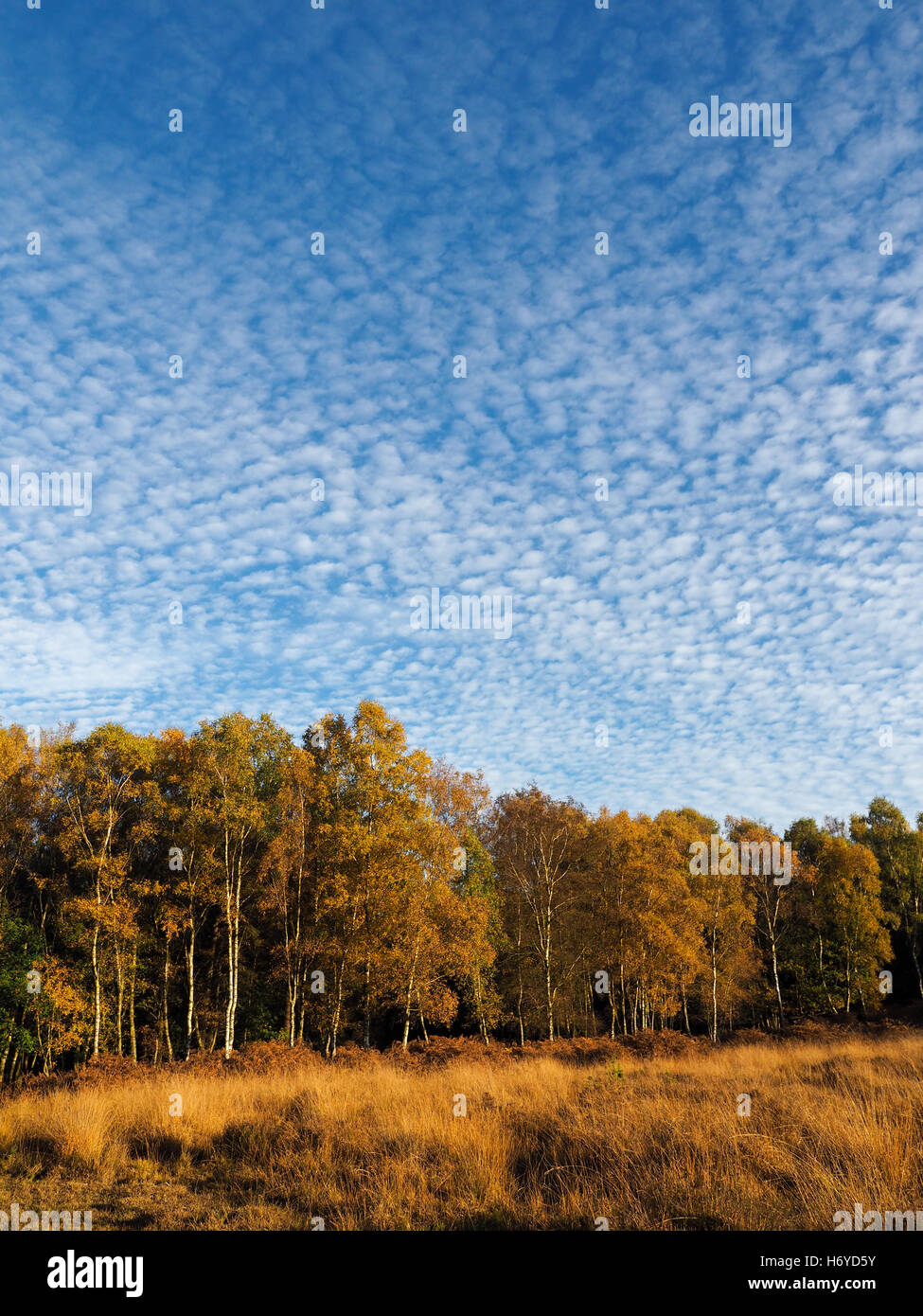 Herrliche Sicht auf die Ashdown Forest in Sussex Stockfoto