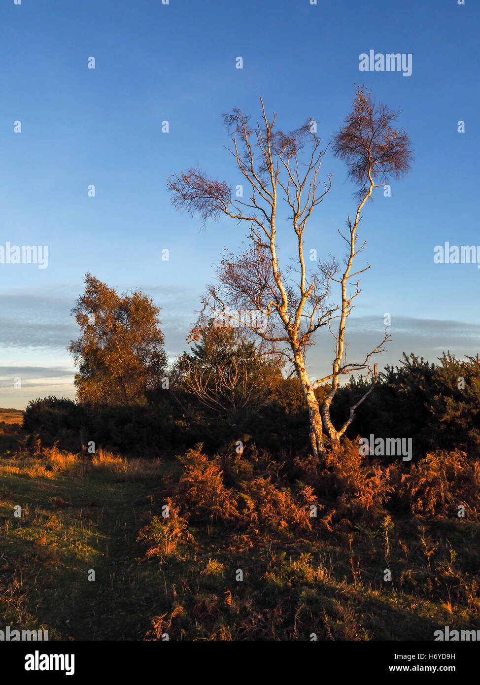 Sonnendurchflutetes Silber Birke im Ashdown Wald Stockfoto