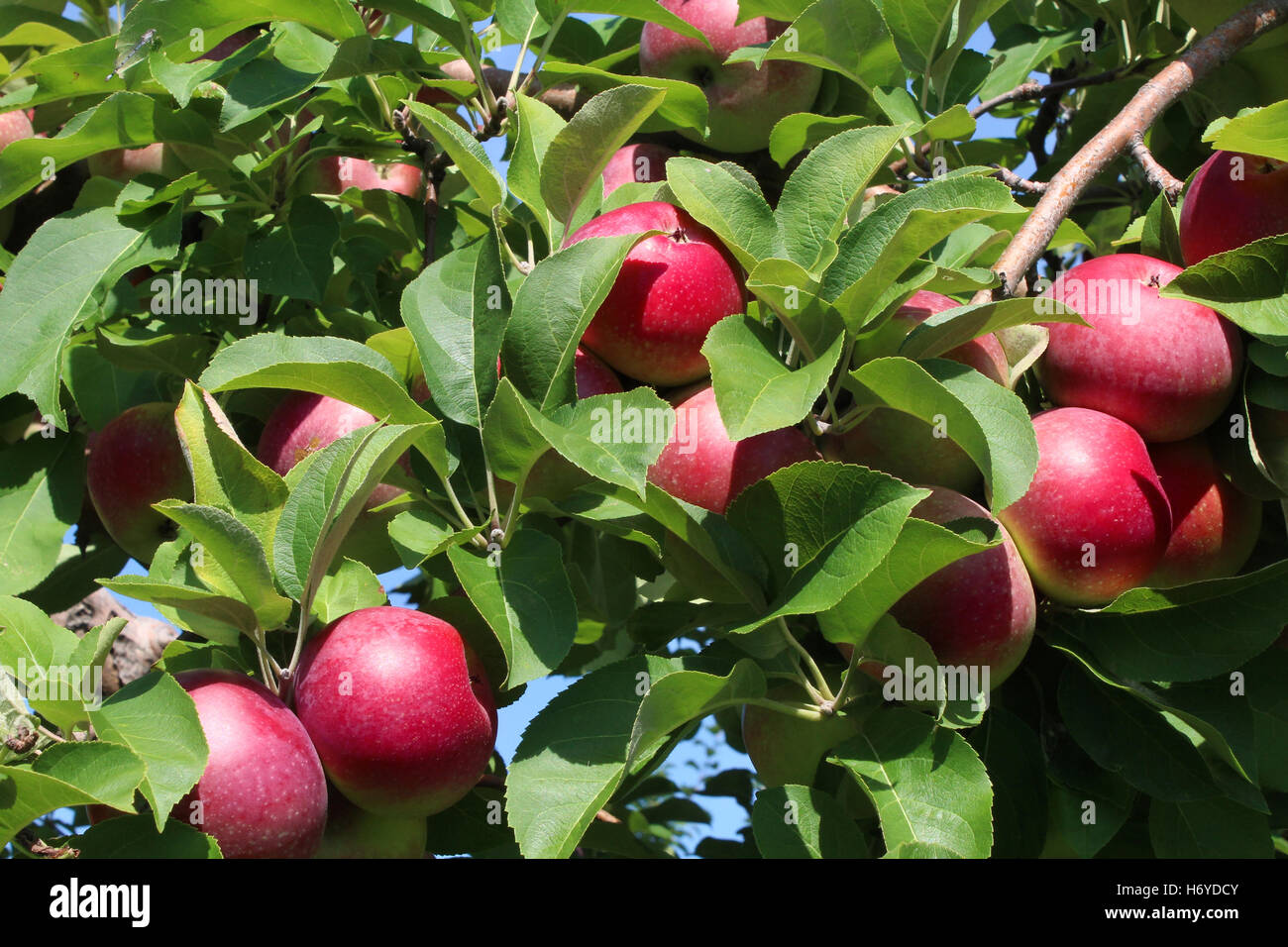 Apfelfrucht Baum Hintergrund mit ein paar rote reife Äpfel auf einem Ast als eine landwirtschaftliche Ernte von einem Obstgarten. Stockfoto