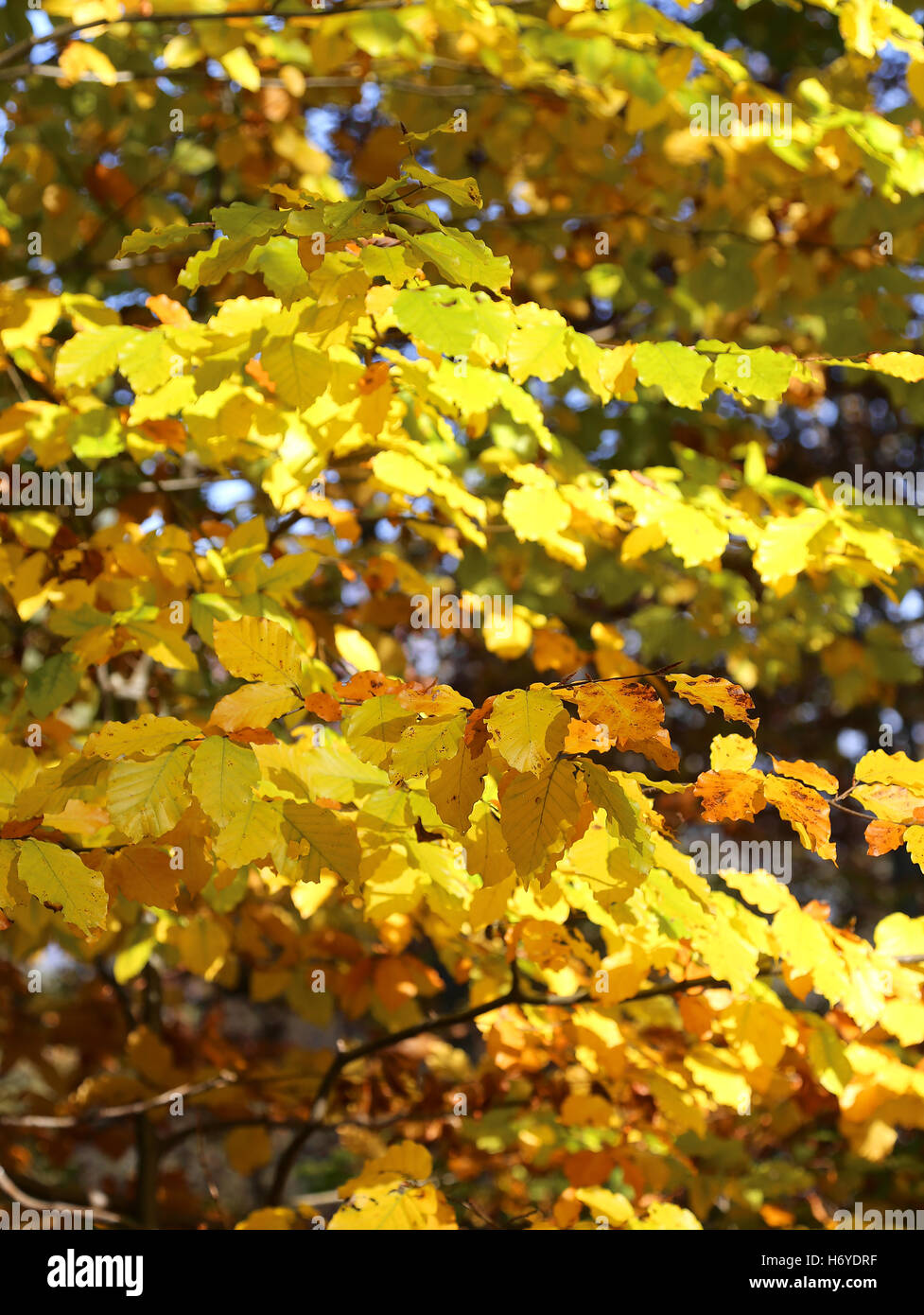 Bäume mit gelben bunten Blättern im Herbst in den Bergen Stockfoto