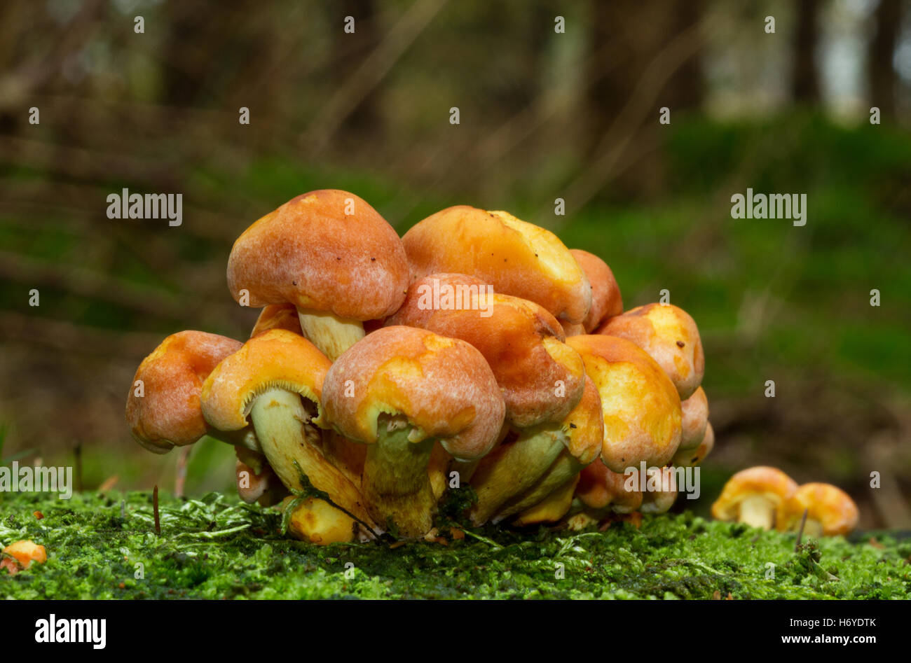 Junge Pilze, wahrscheinlich Rufous Milkcap (Lactarius Rufus) an einem Baumstamm Stockfoto