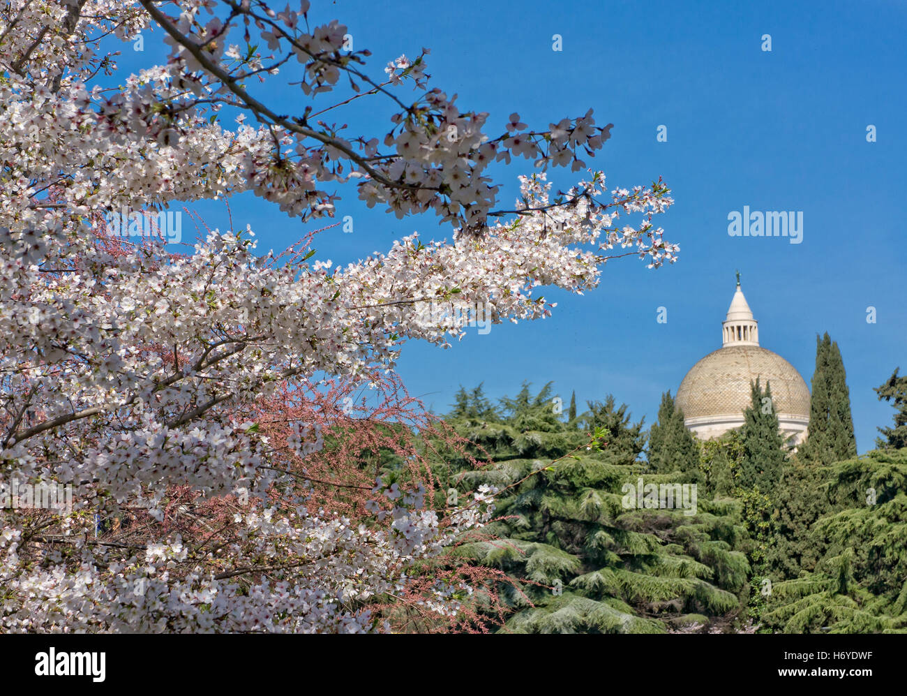 Sakura Baum blüht im Stadtteil EUR, Rom, Italien Stockfoto