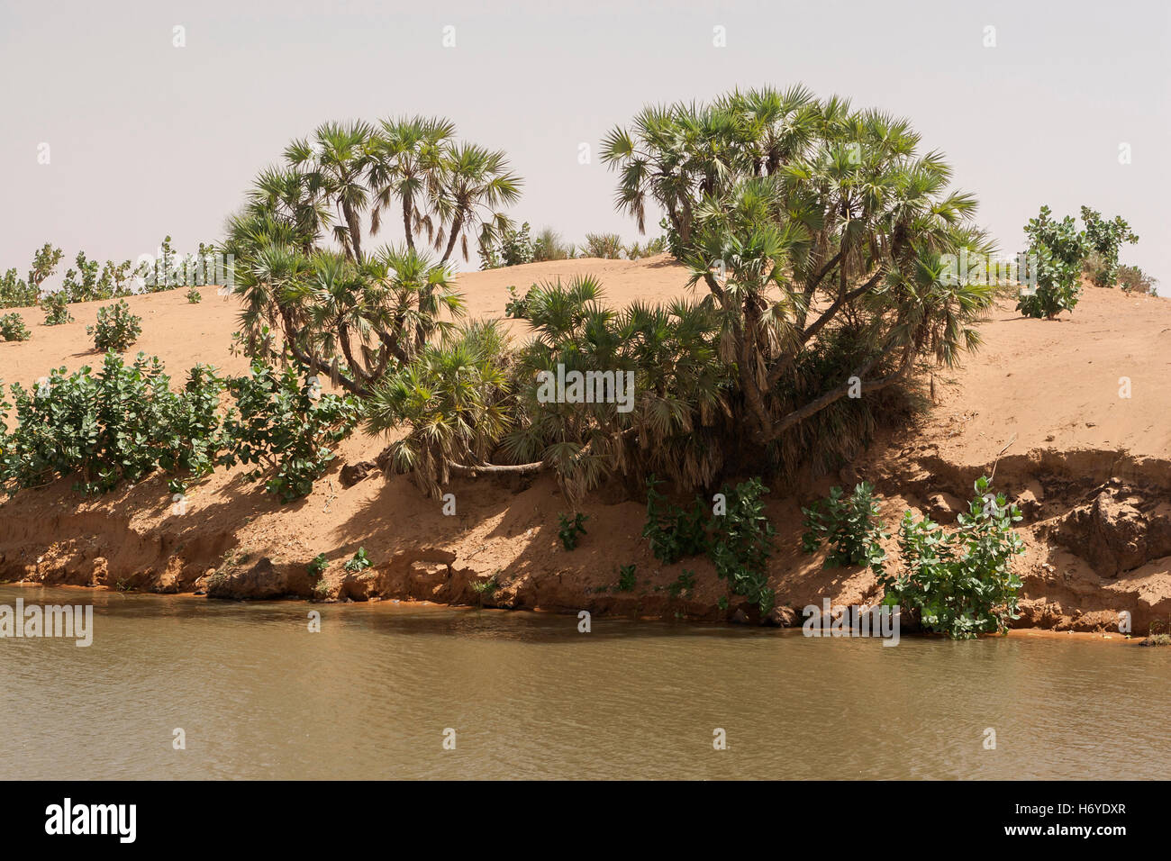Vegetation in einem Landschaft an den Ufern des Flusses Niger in Mali, Afrika Stockfoto