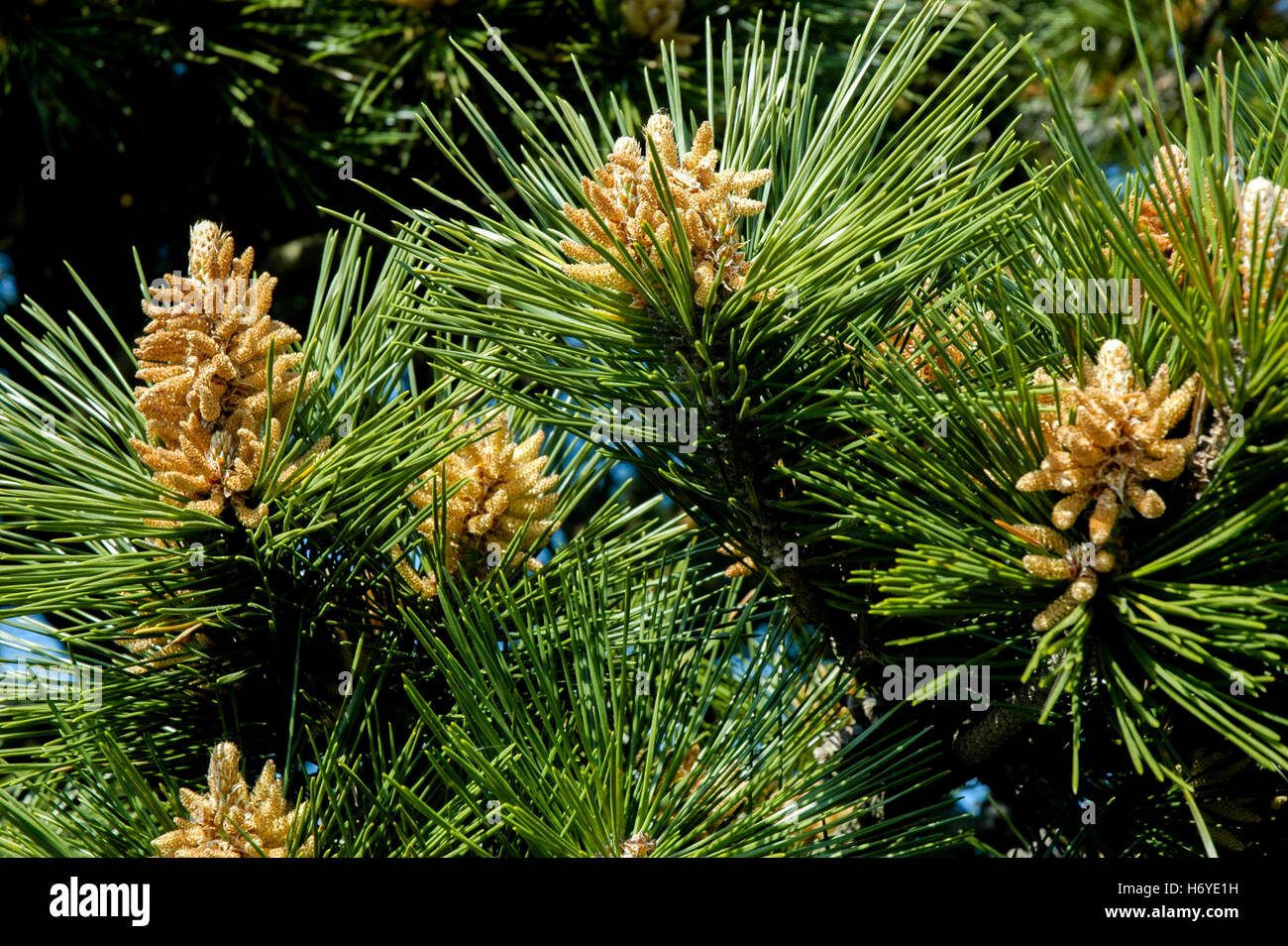 Nahaufnahme der Blätter und Blüten der Baum wächst am Rand des Sangumburi-Vulkan-Krater. Insel Jeju (Cheju). STH. Korea Stockfoto