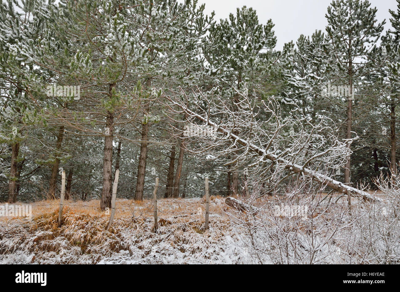 Tolle Farben im verschneiten Wald im winter Stockfoto